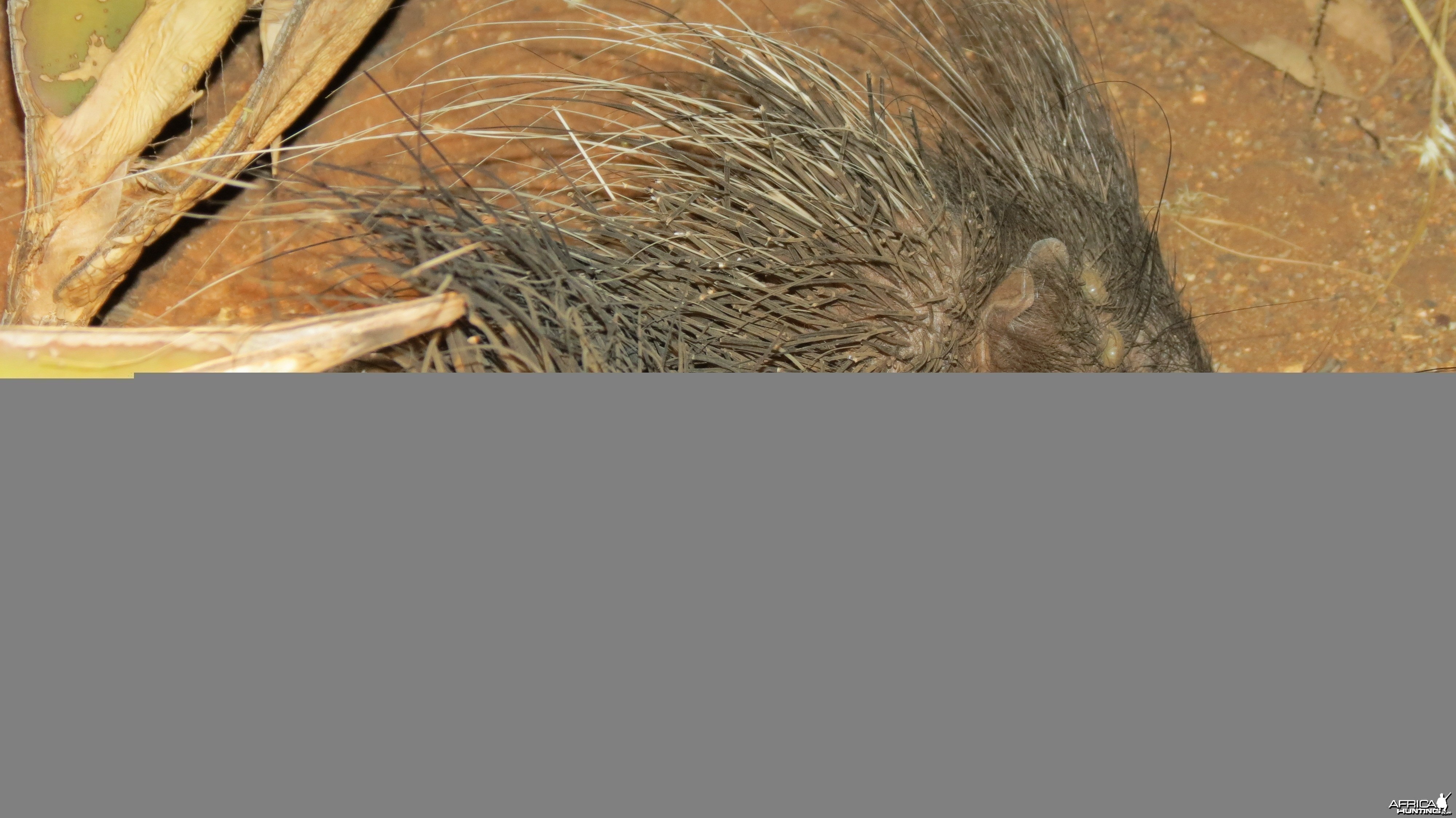 African Porcupine Namibia