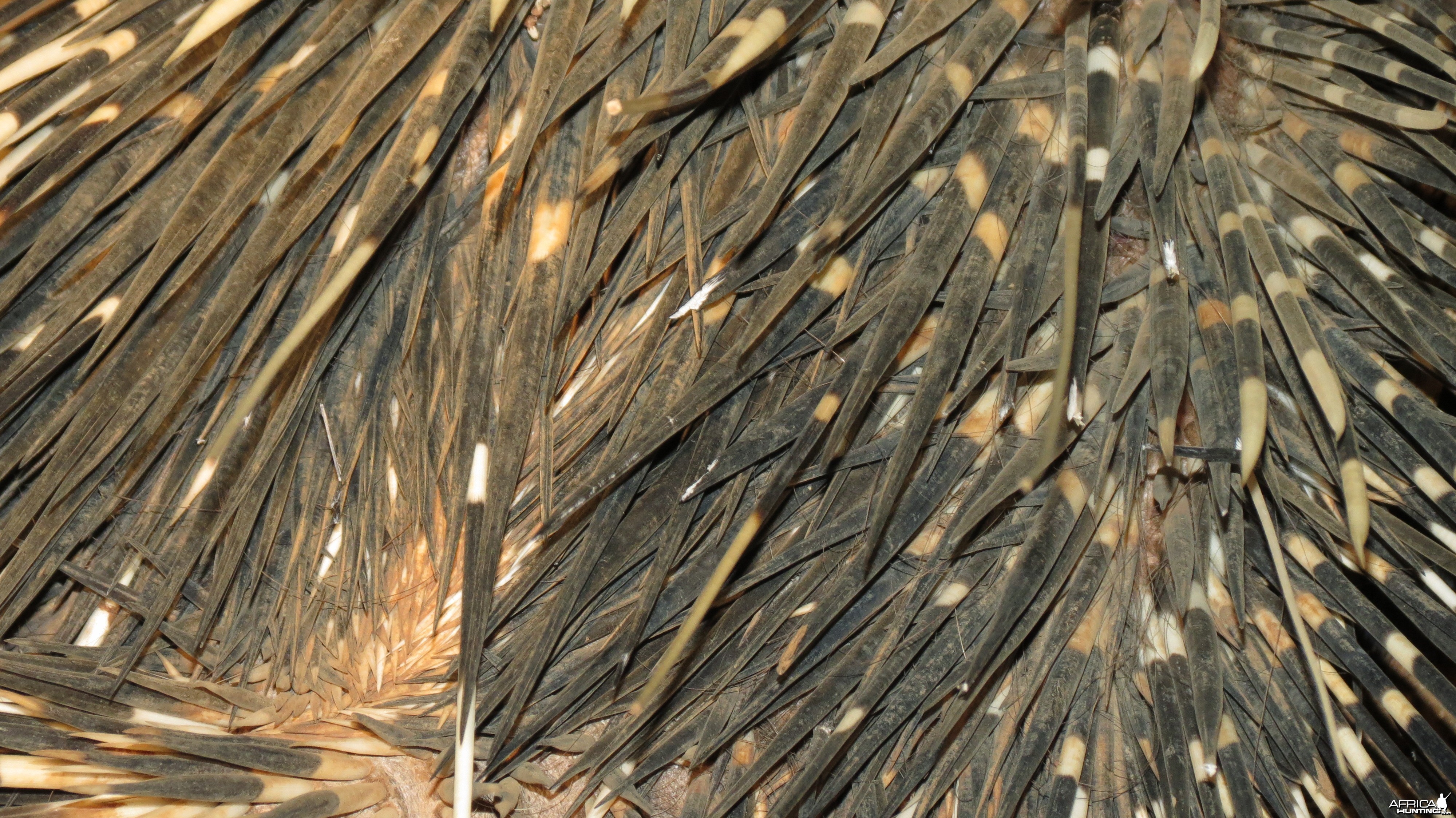 African Porcupine Namibia