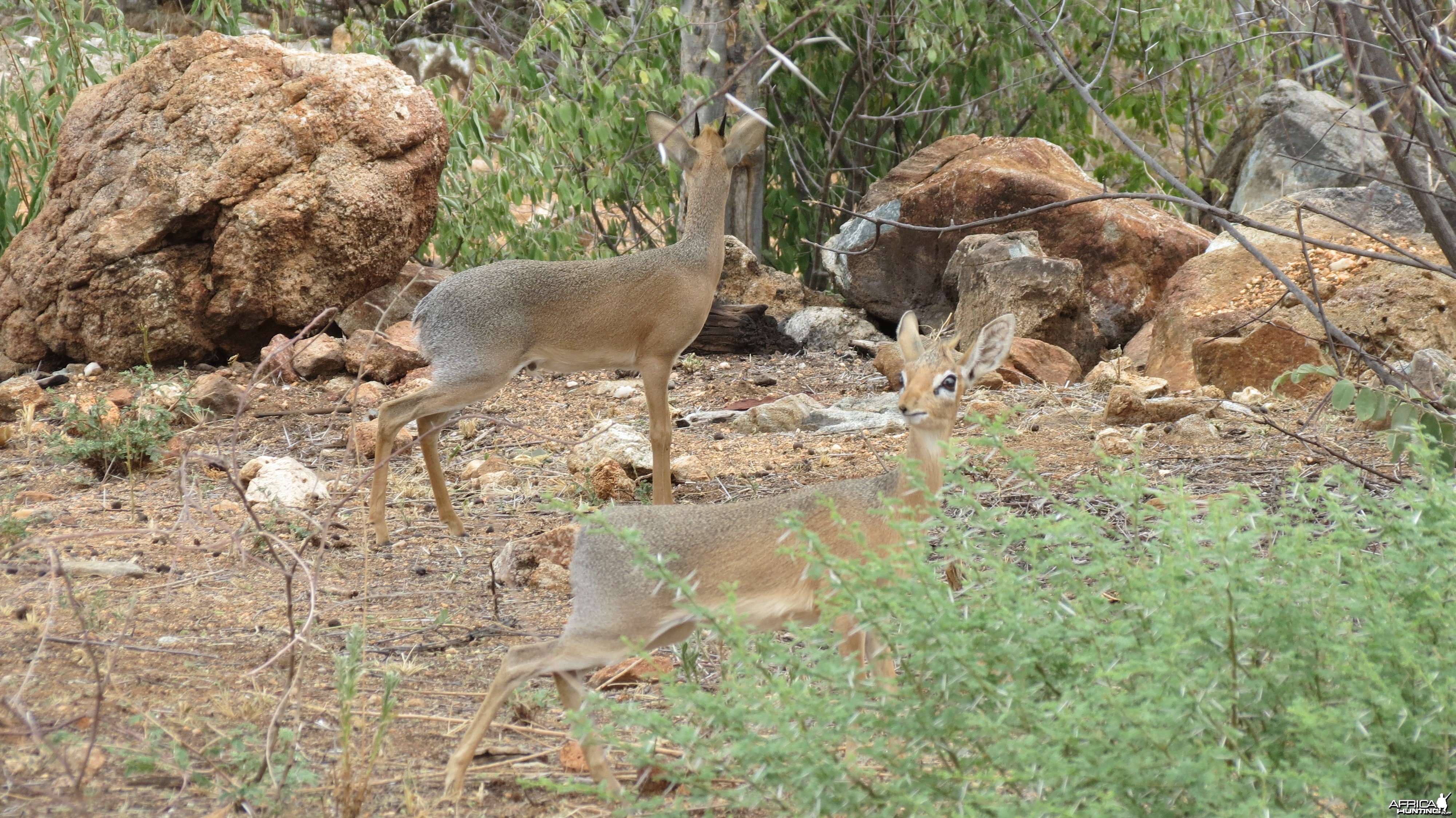 Damara Dik-Dik Namibia