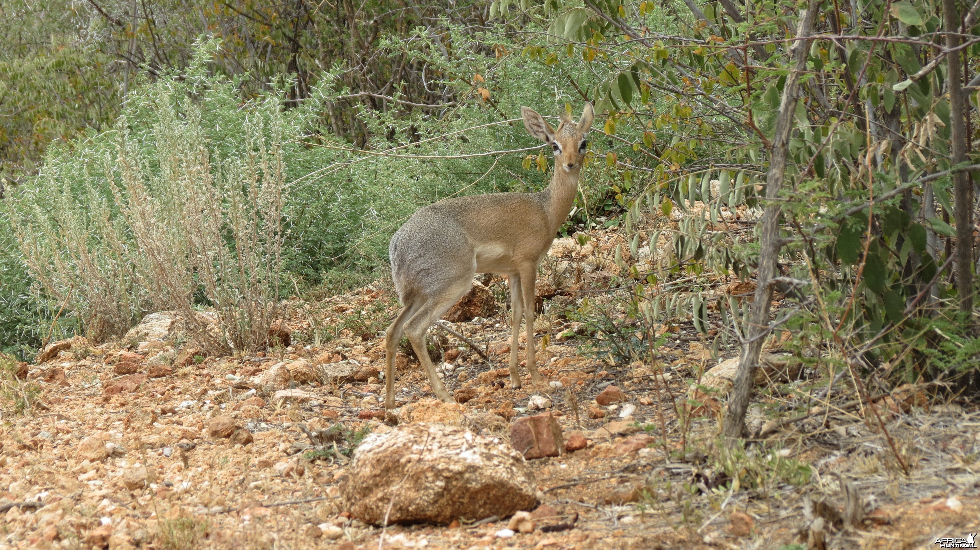 Damara Dik-Dik Namibia