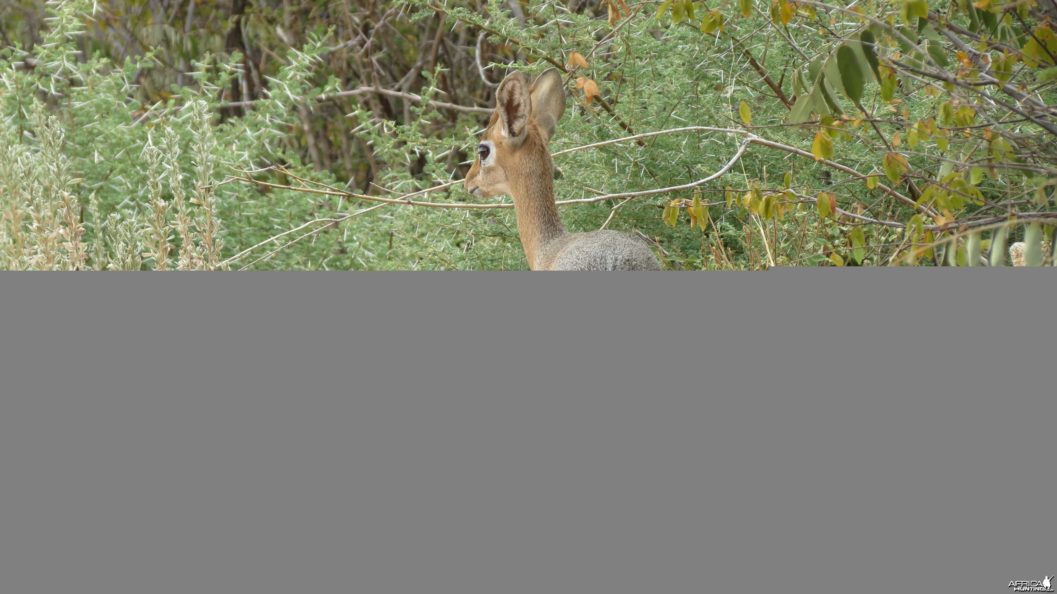 Damara Dik-Dik Namibia