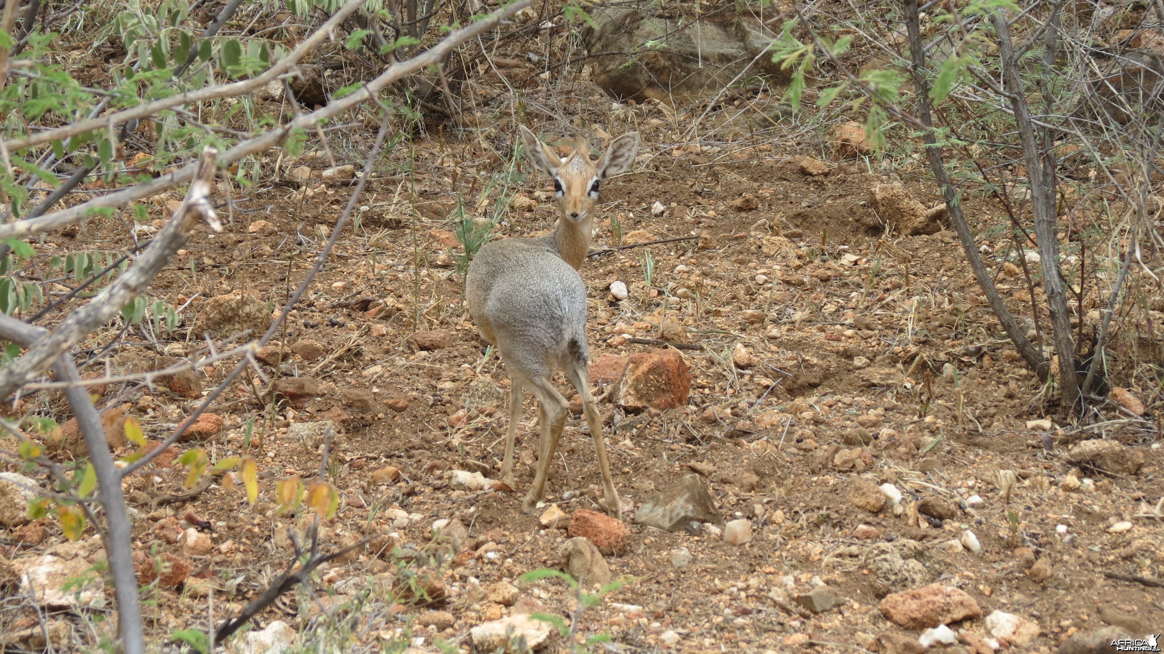 Damara Dik-Dik Namibia