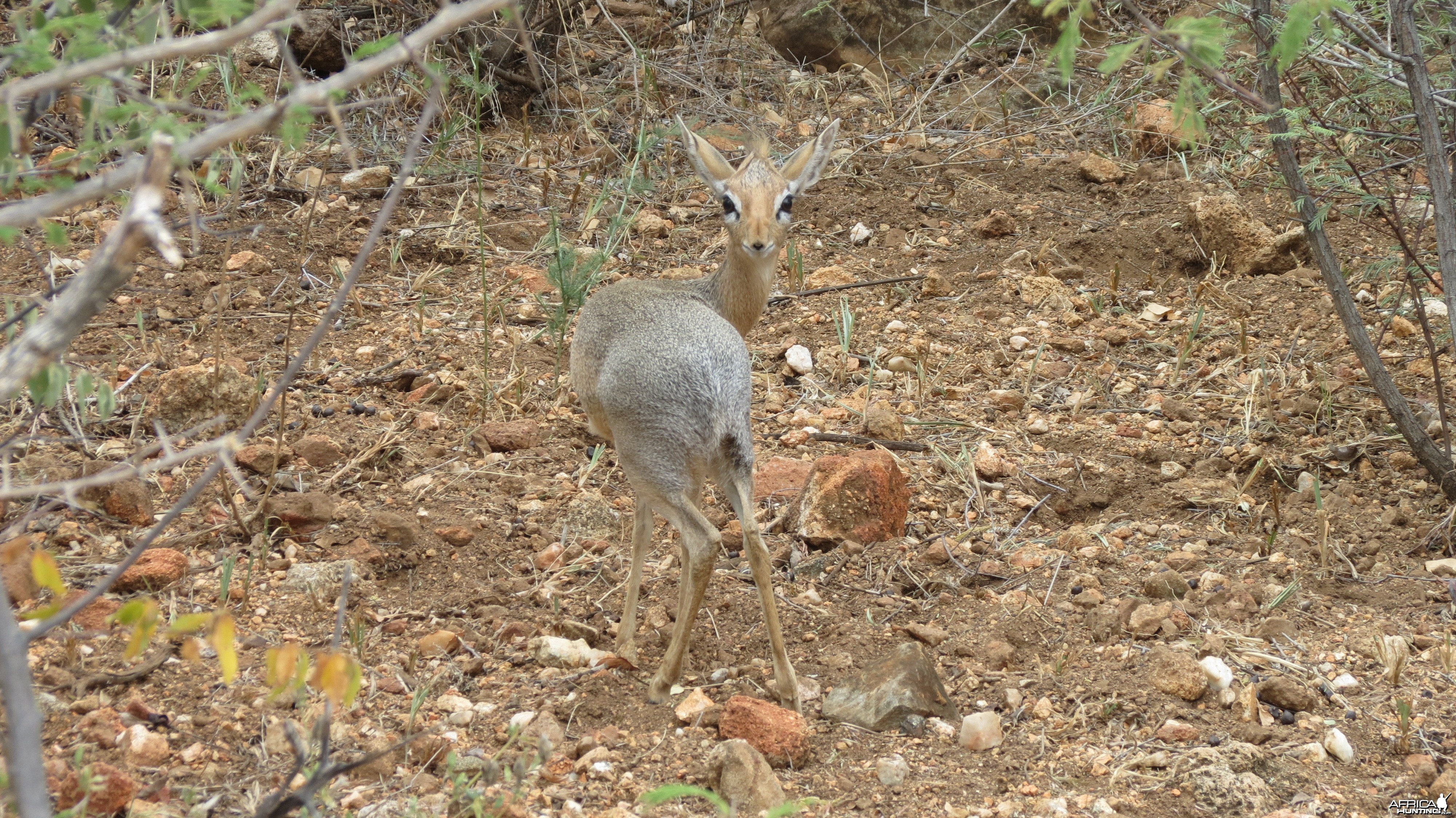 Damara Dik-Dik Namibia