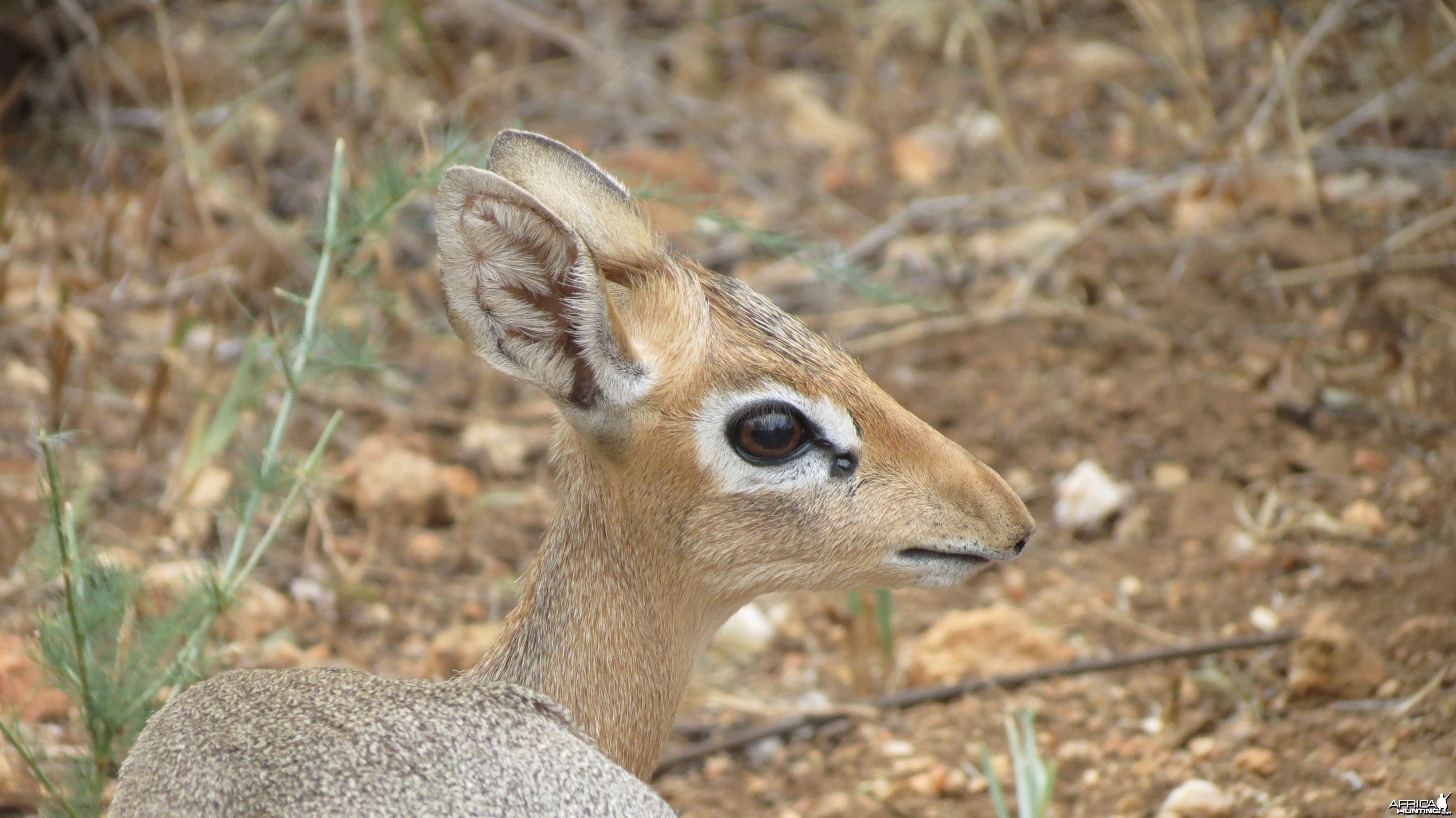 Damara Dik-Dik Namibia