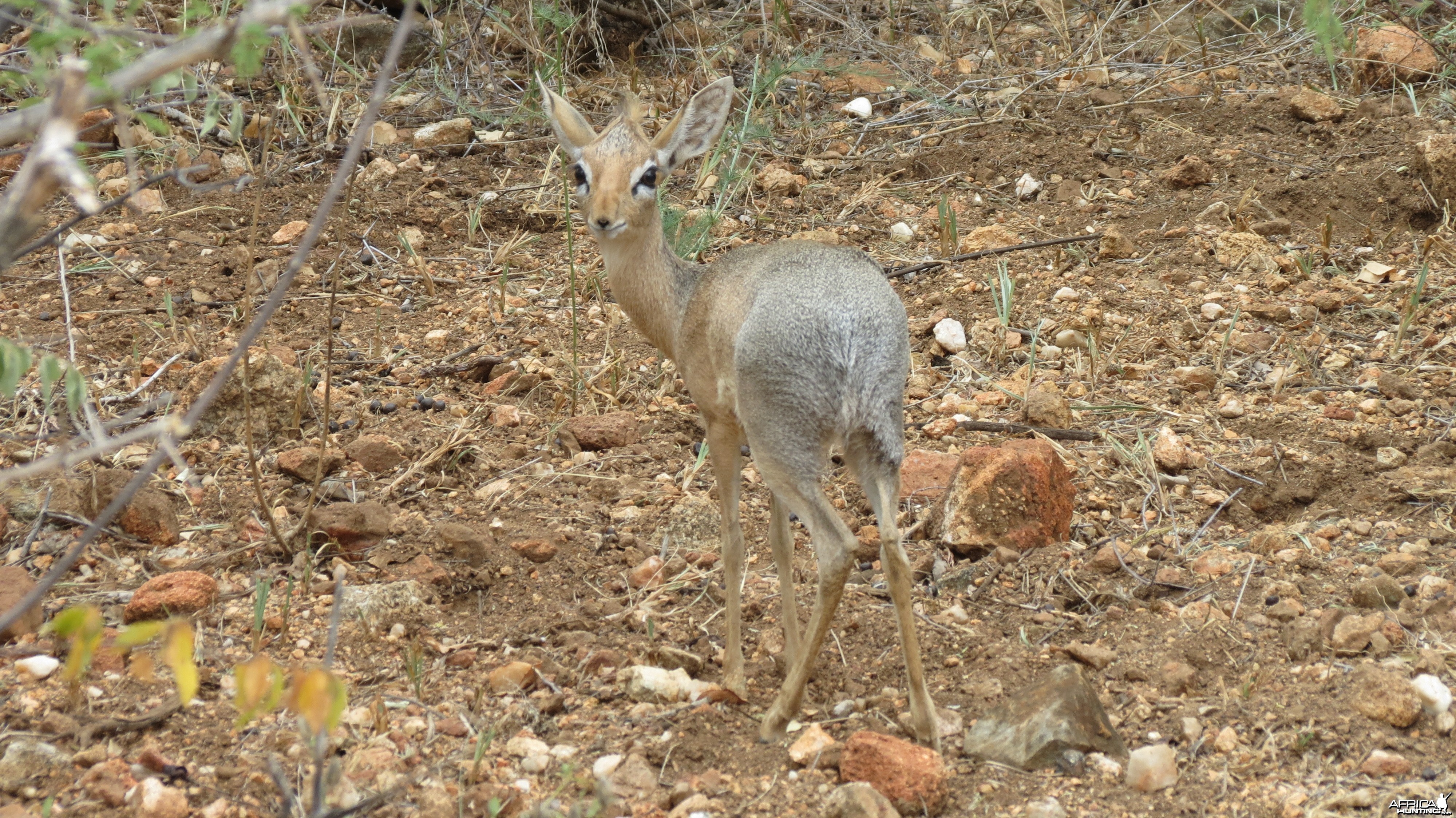 Damara Dik-Dik Namibia