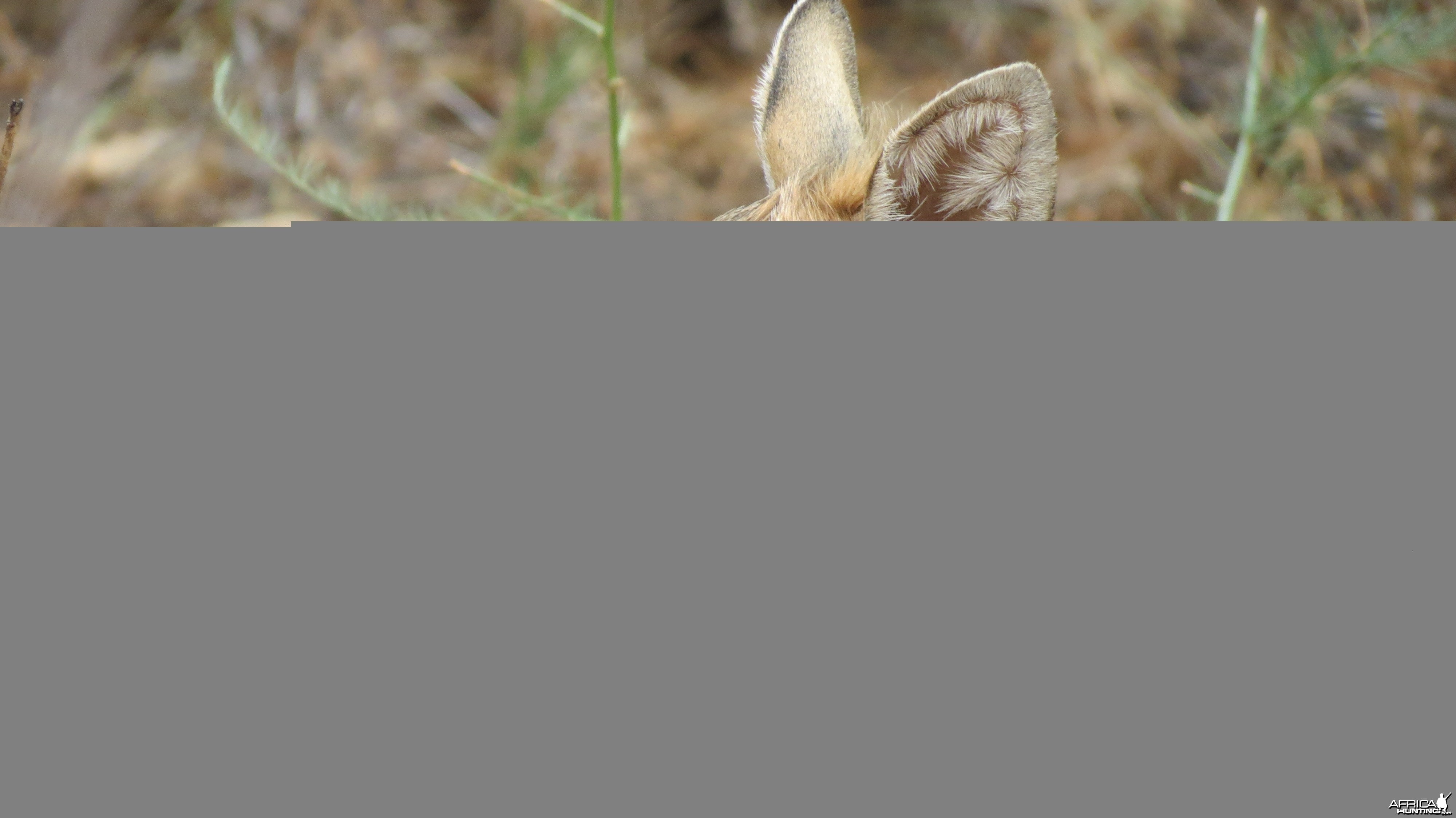 Damara Dik-Dik Namibia