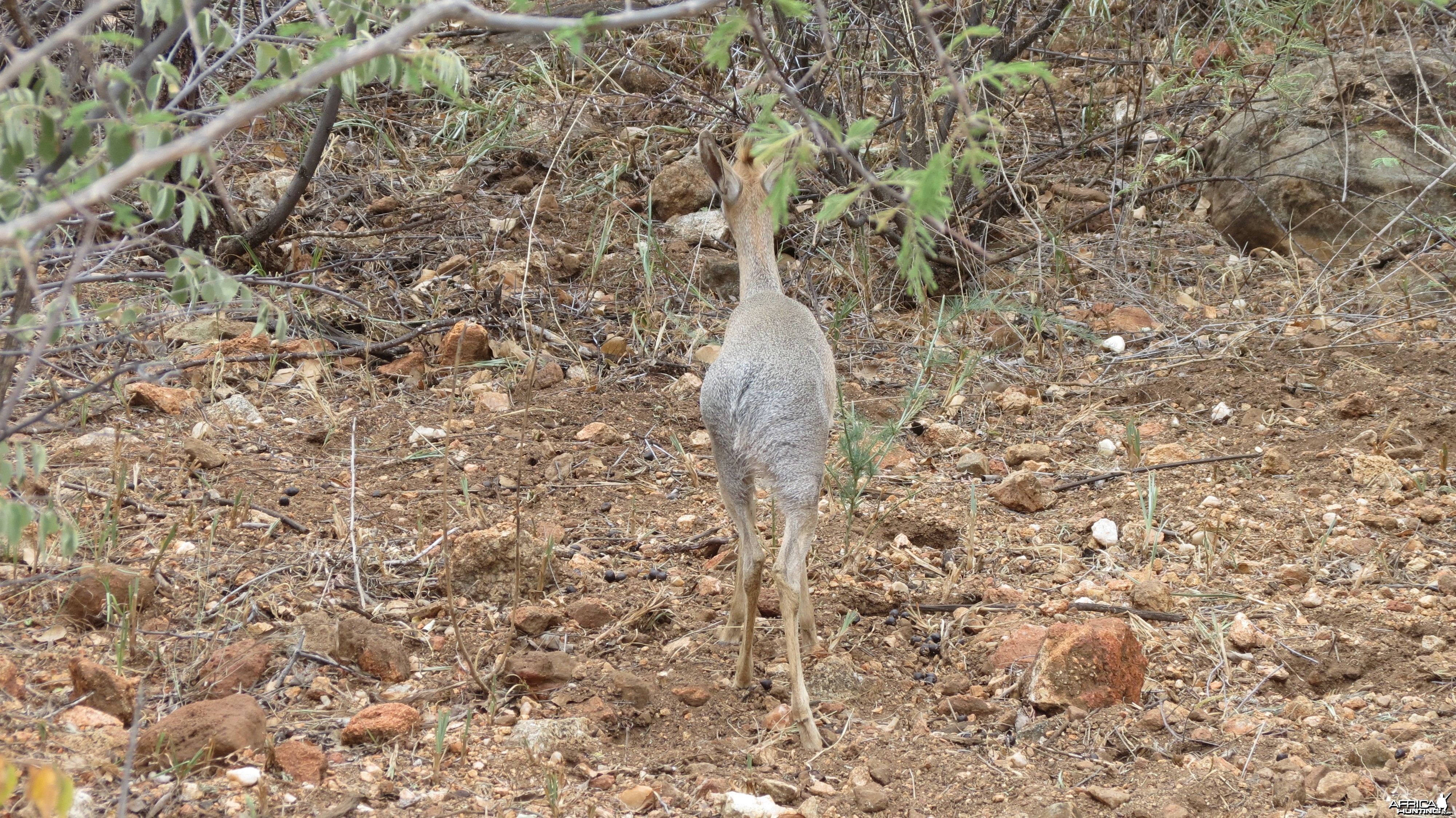 Damara Dik-Dik Namibia