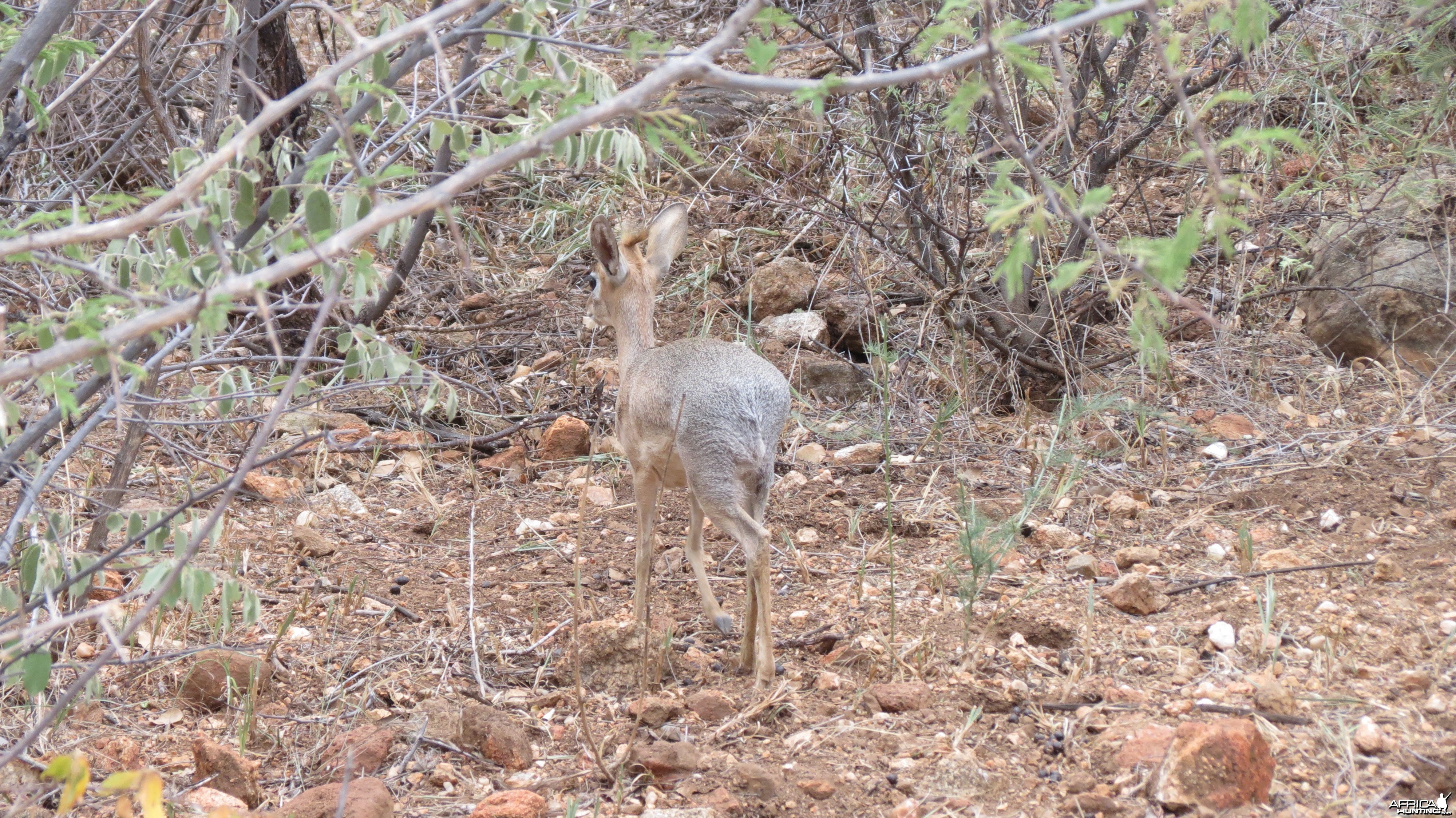 Damara Dik-Dik Namibia