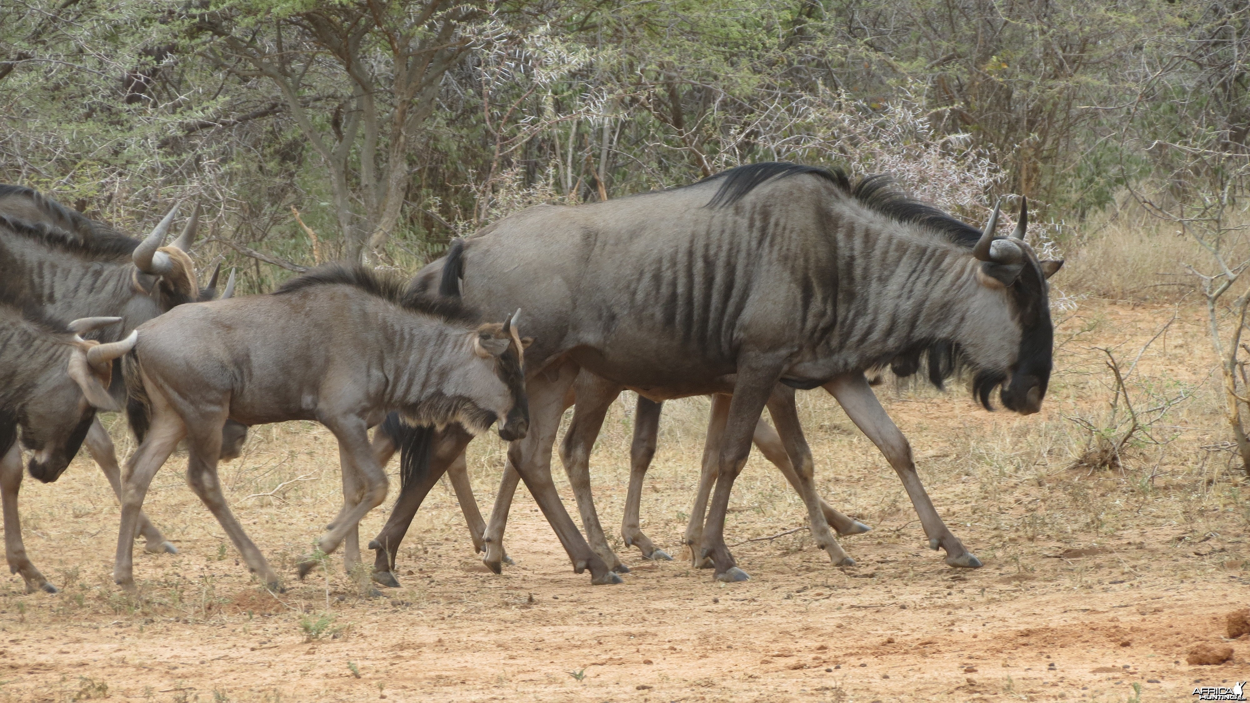 Blue Wildebeest Namibia