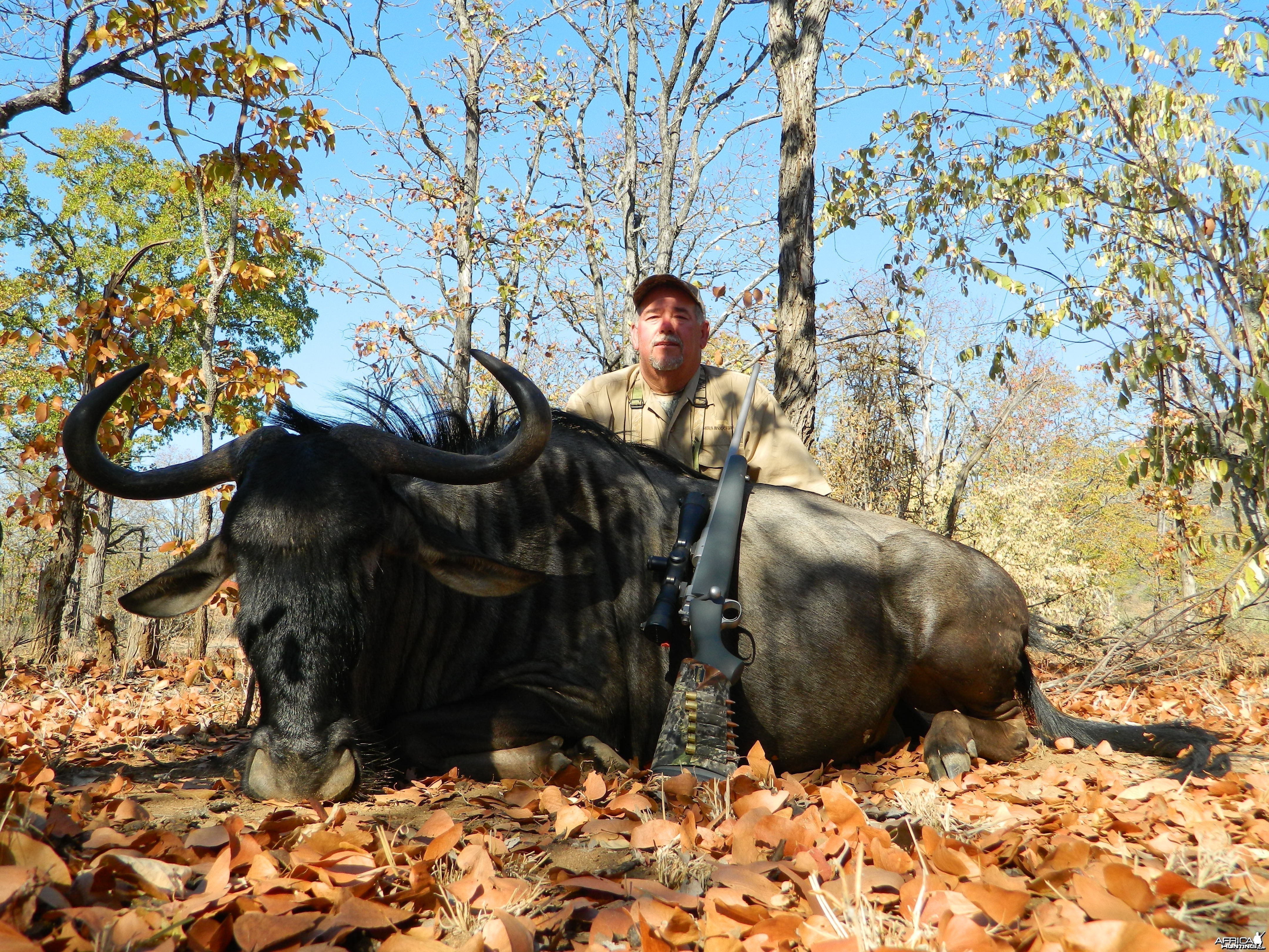 Blue Wildebeest