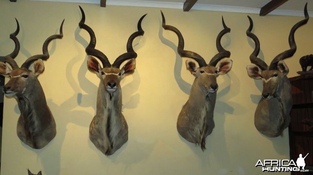 Kudu