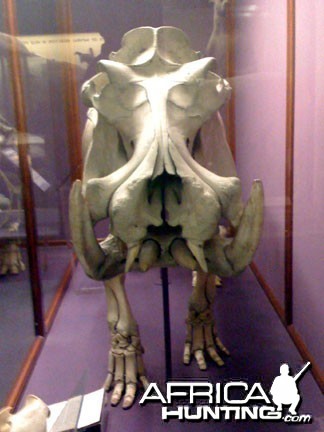 Hippo Skeleton