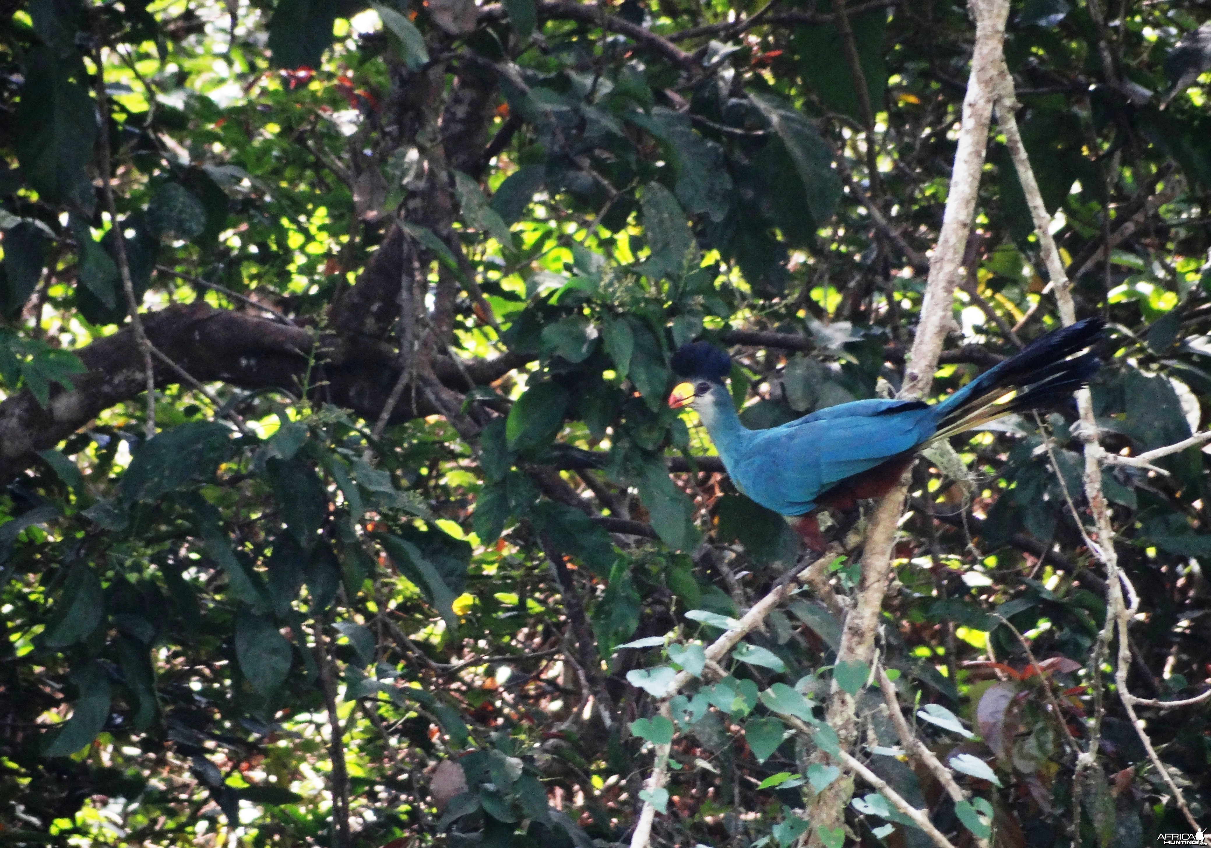 Giant touraco