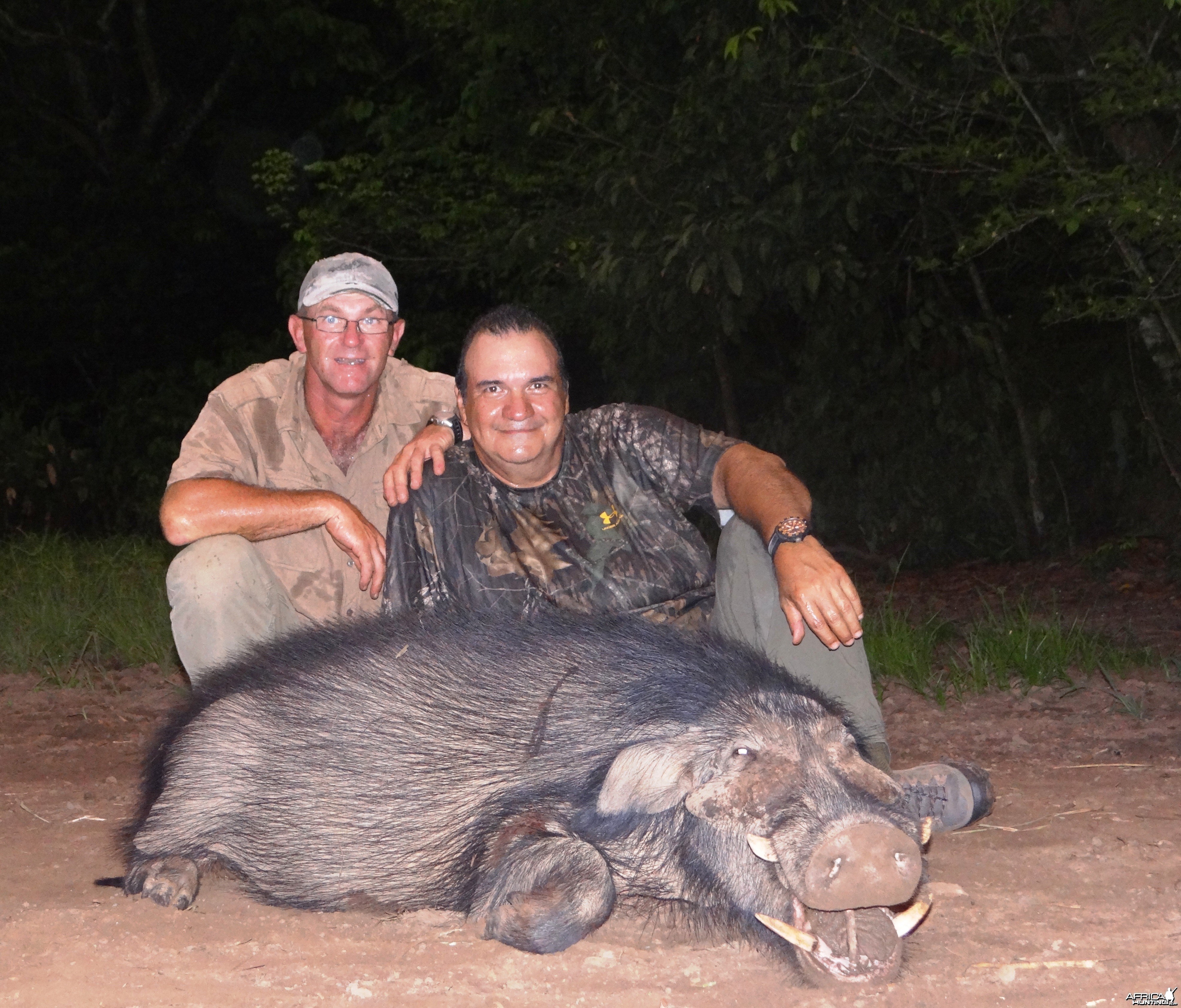 Giant forest hog