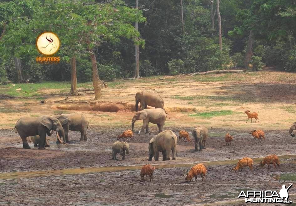 Bongo and Forest Elephant CAR