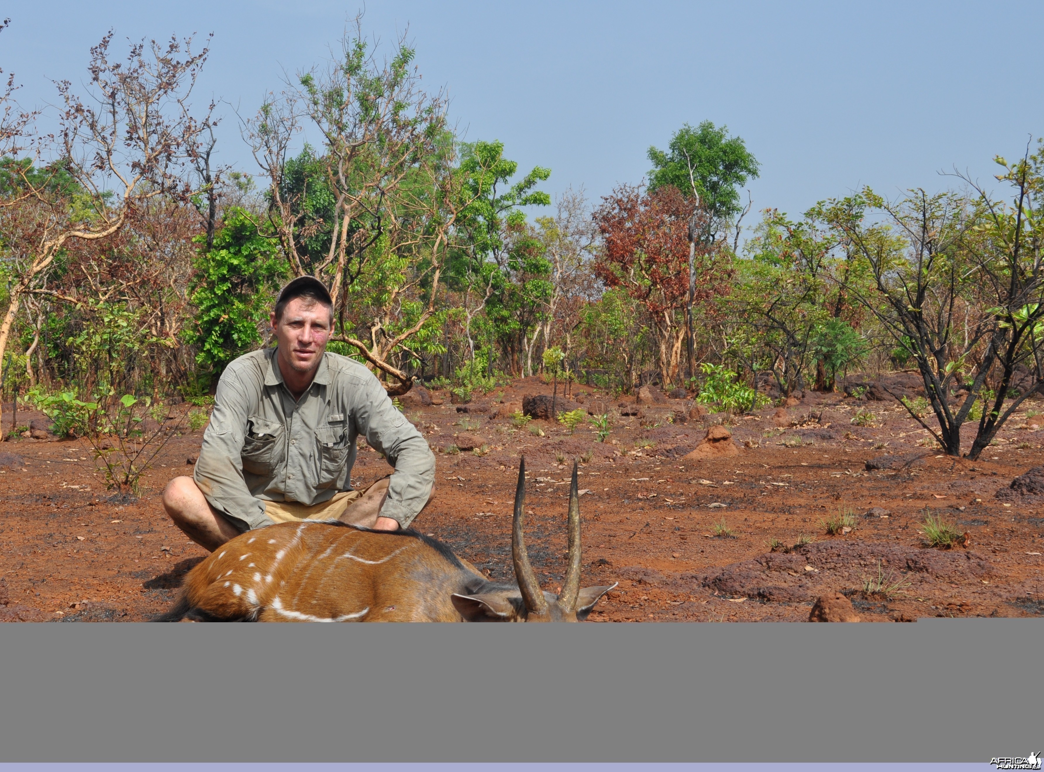 14 inch harnessed bushbuck