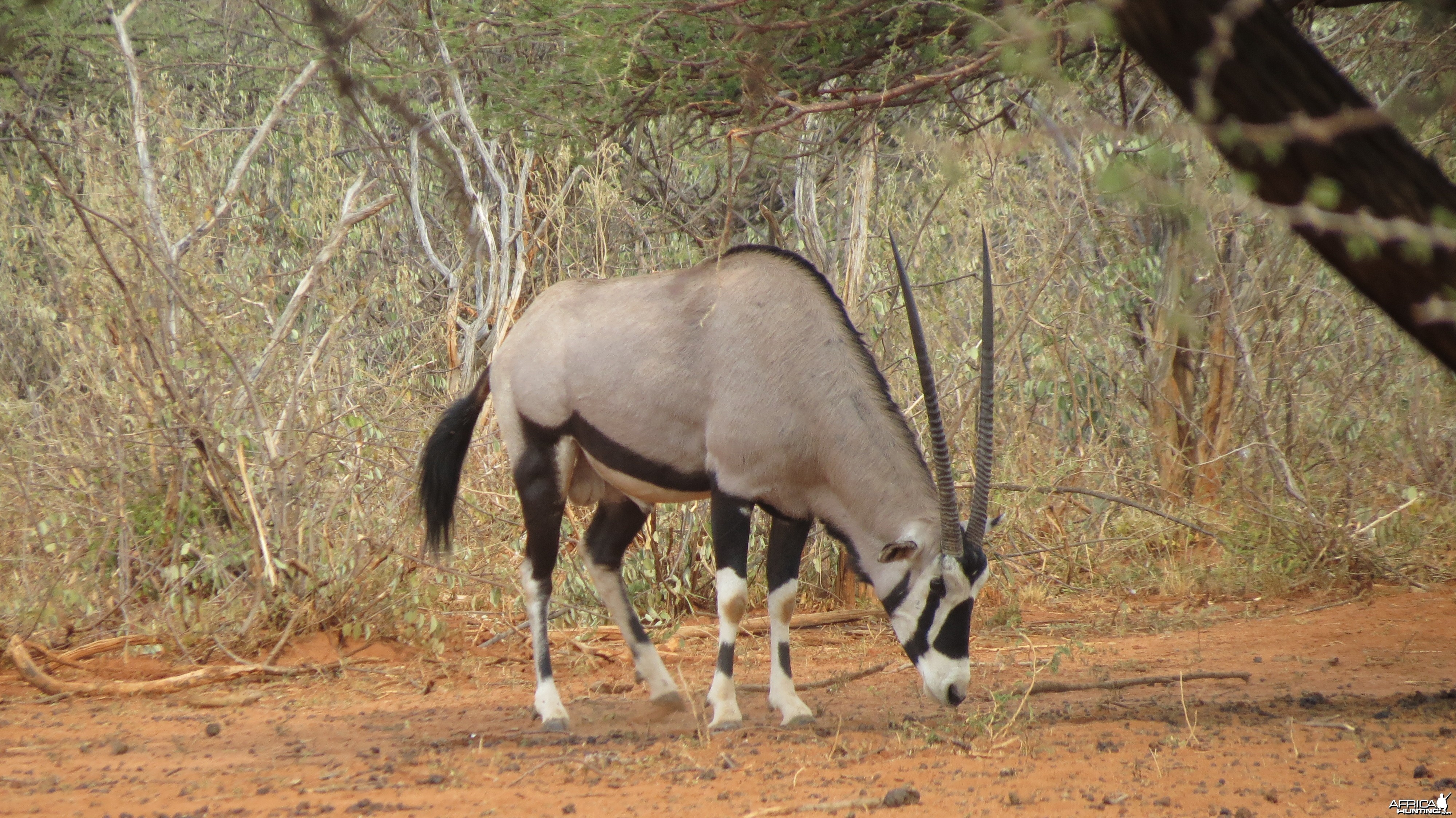 Gemsbok Namibia