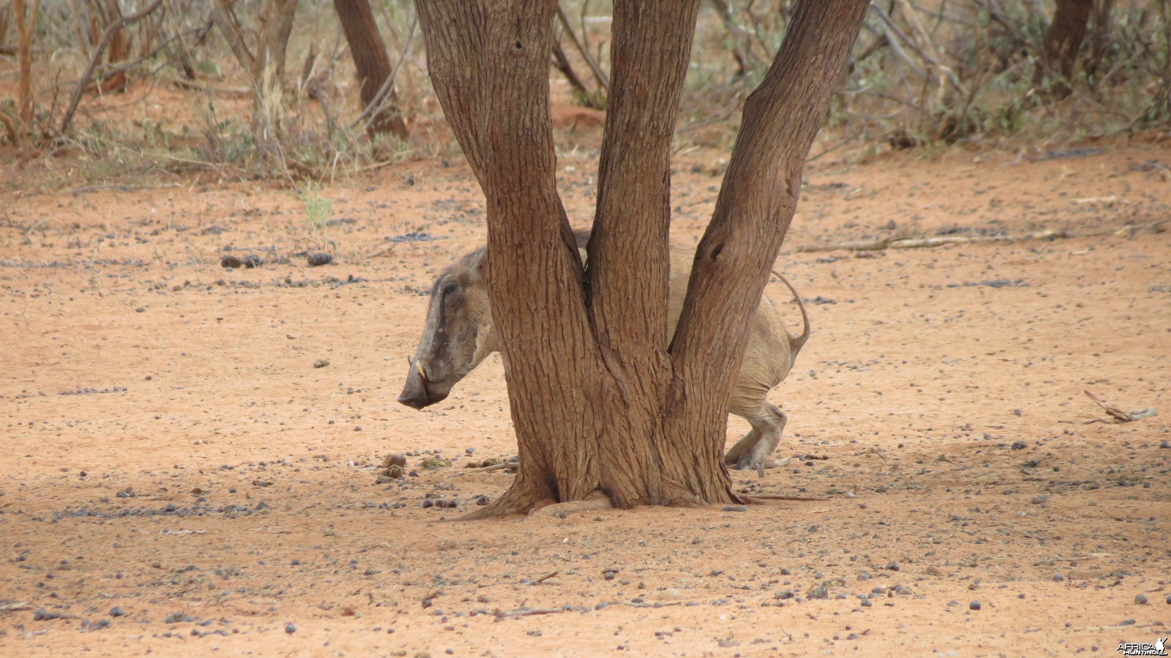 Warthog Namibia