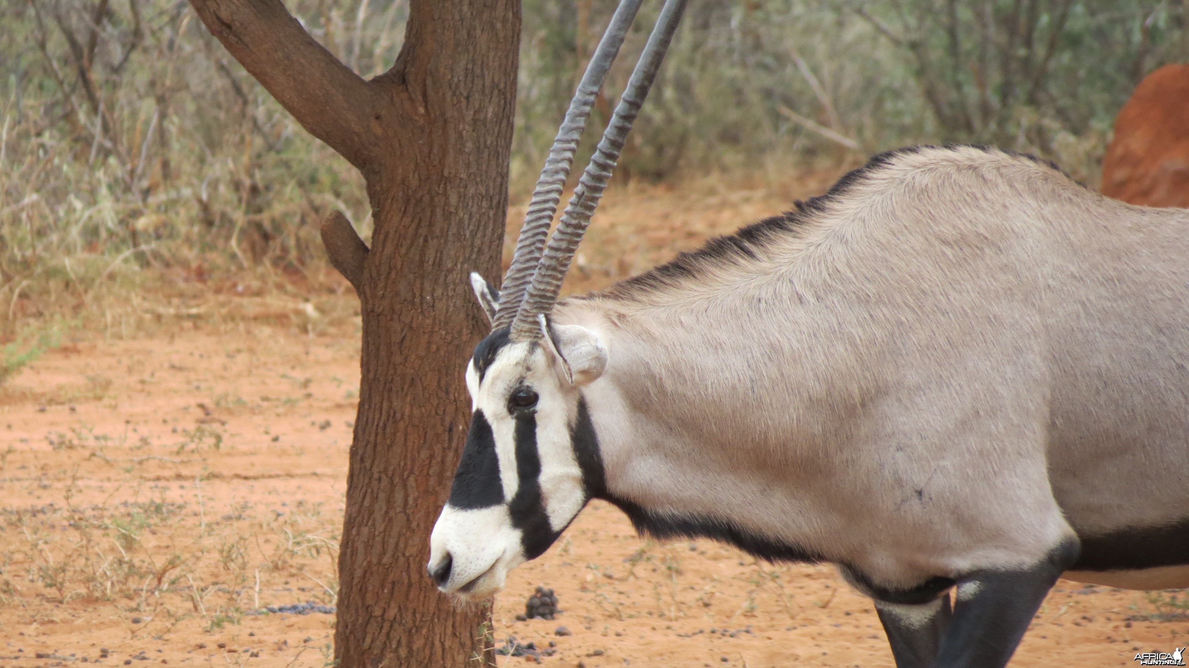 Gemsbok Namibia