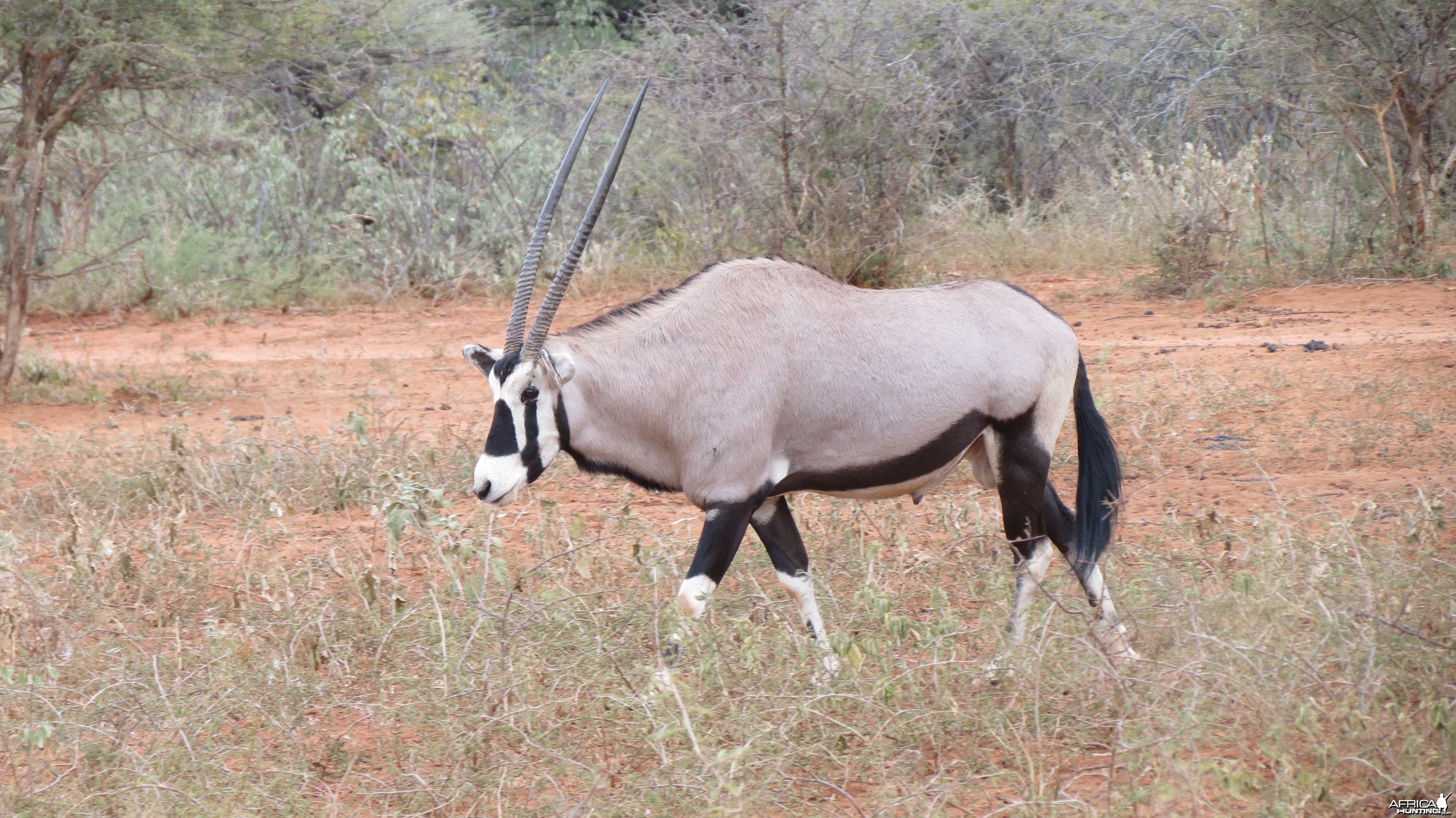 Gemsbok Namibia