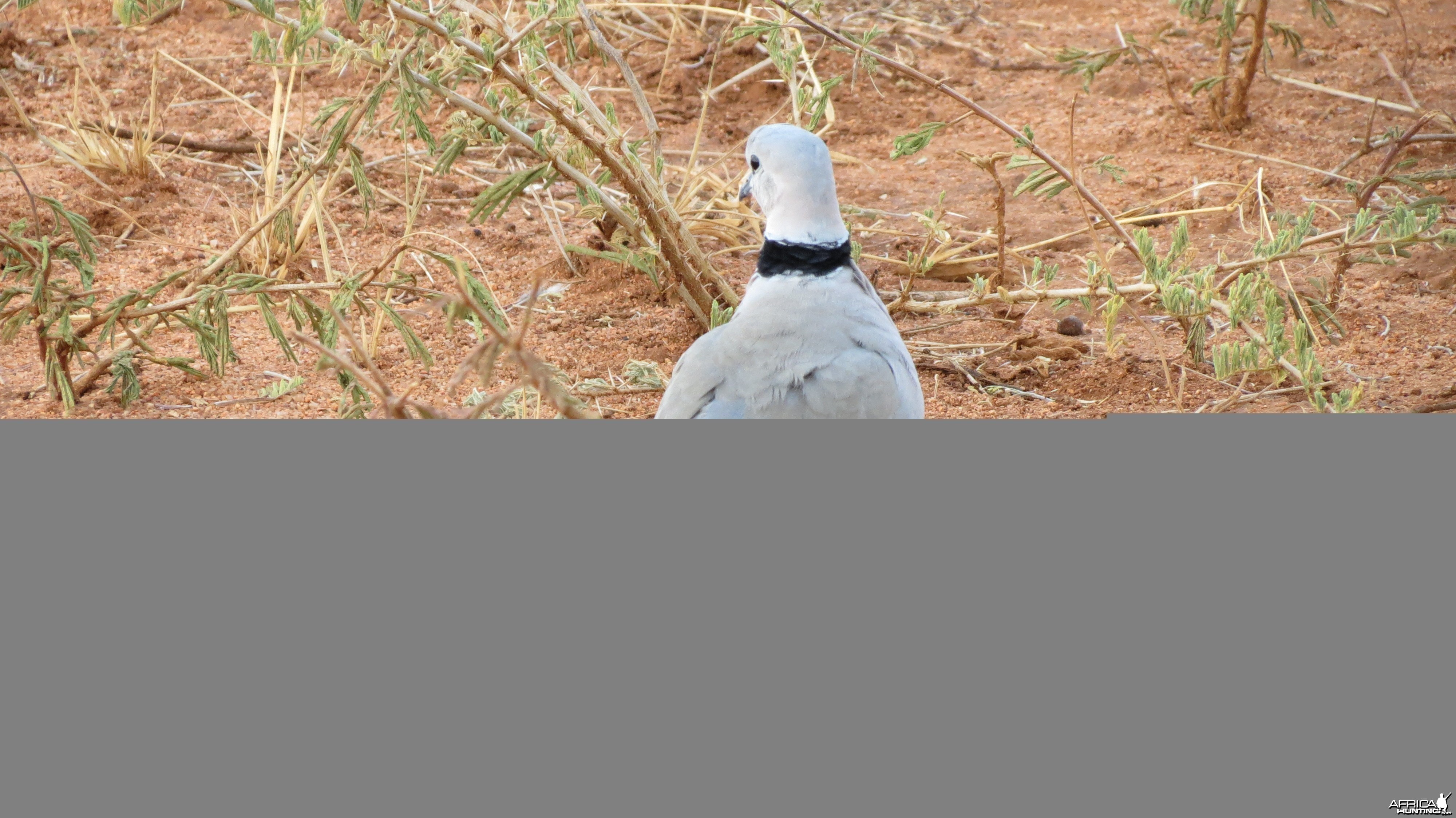 Dove Namibia