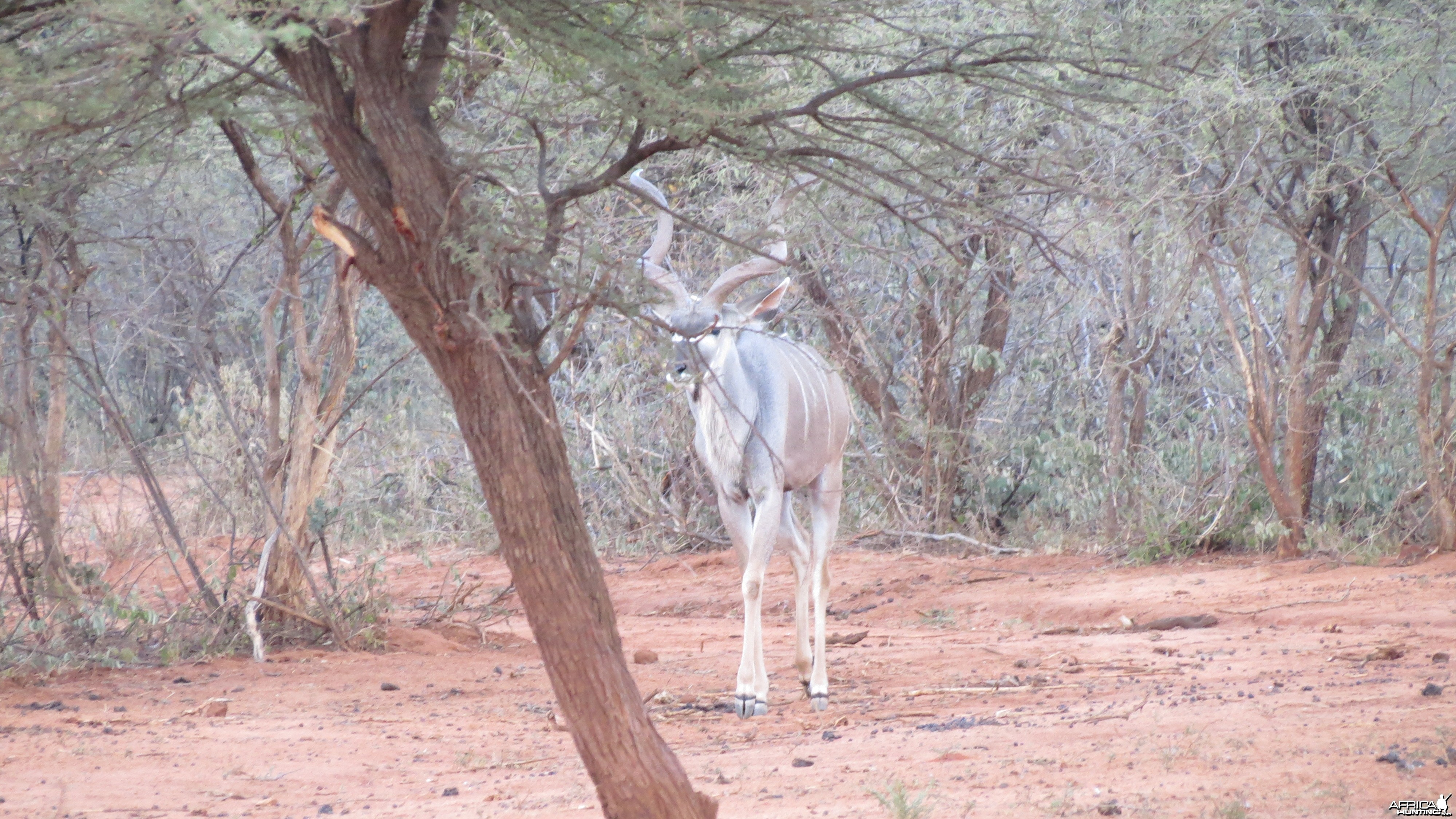 Greater Kudu Namibia