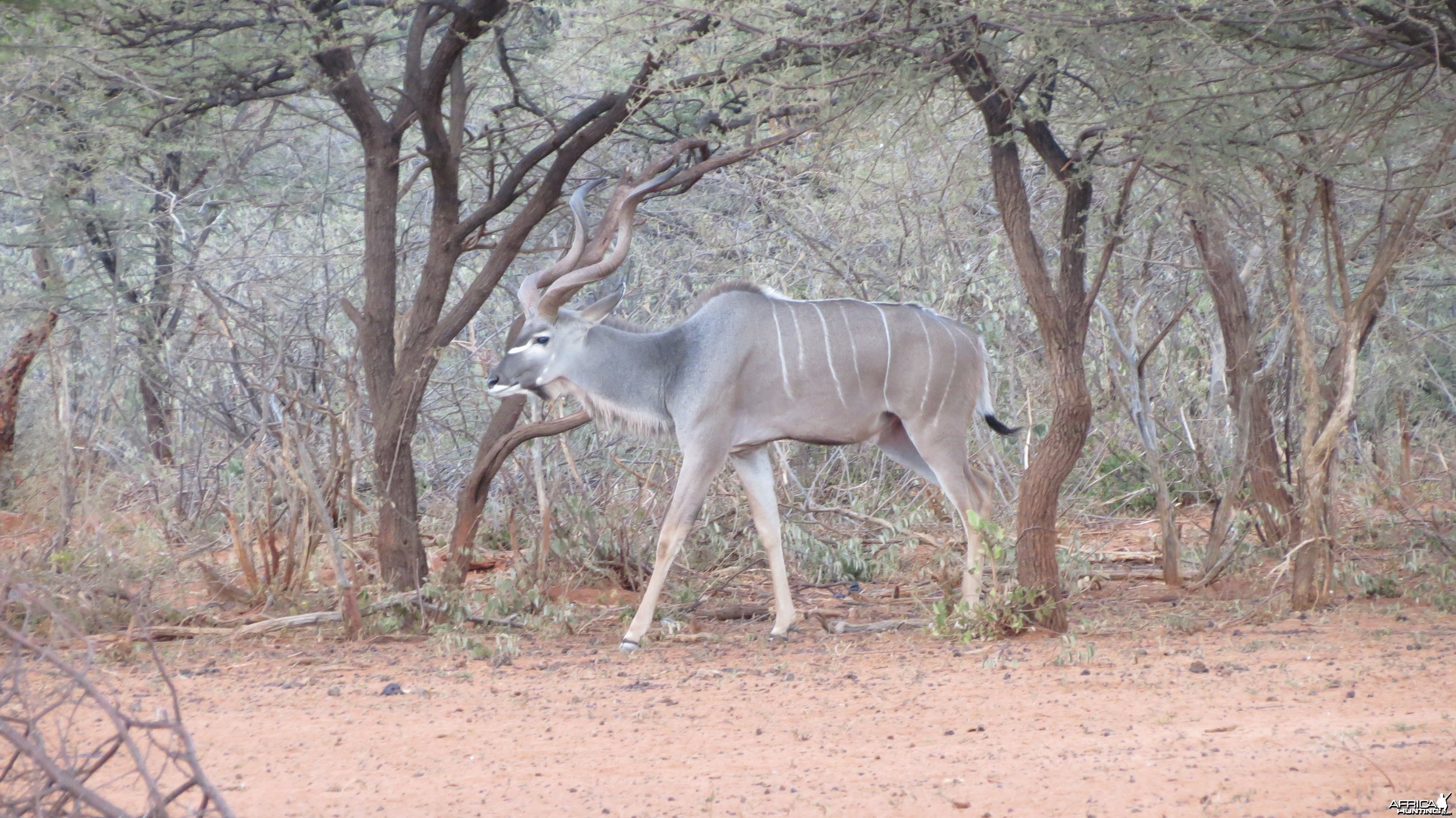 Greater Kudu Namibia