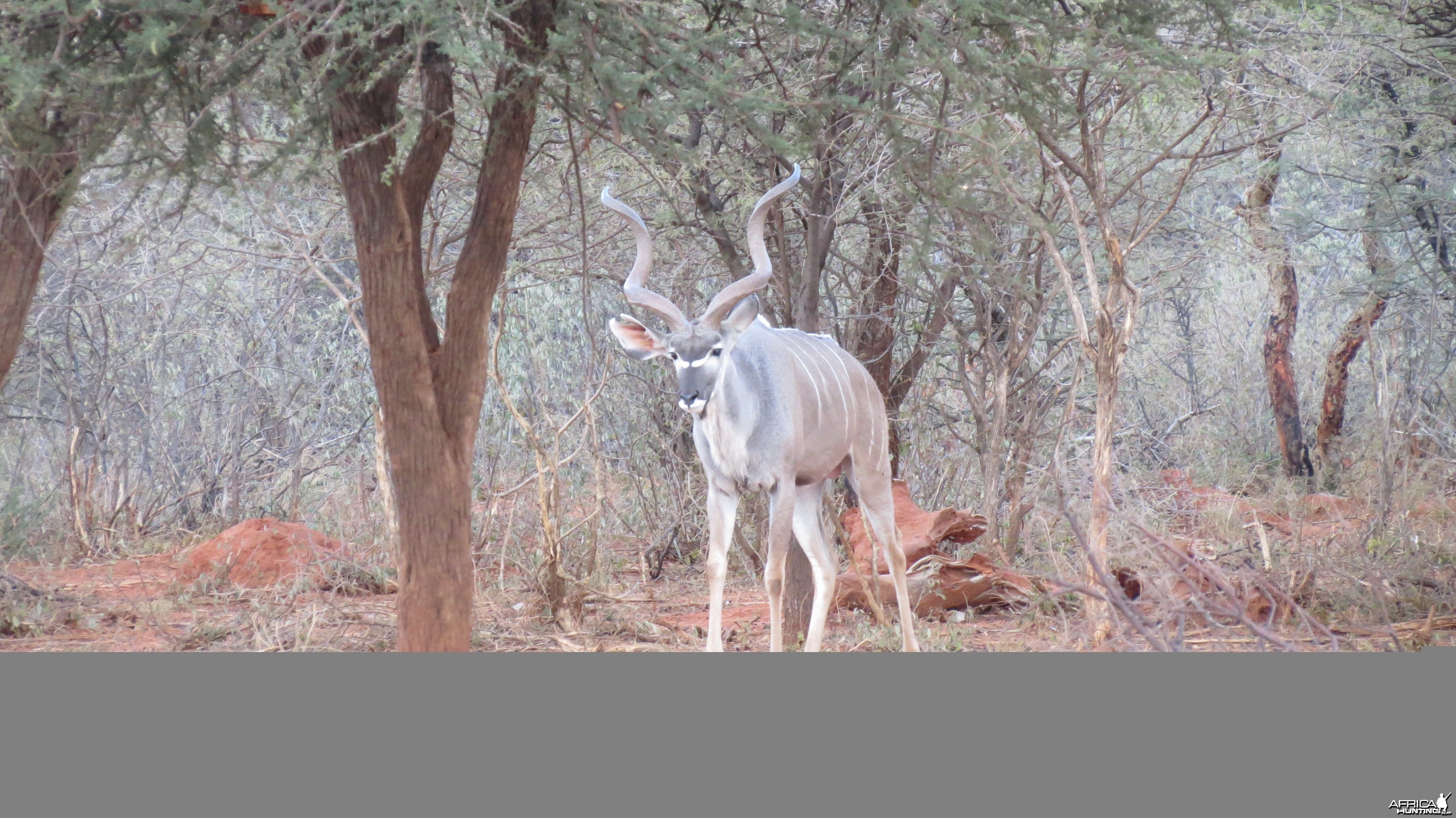 Greater Kudu Namibia