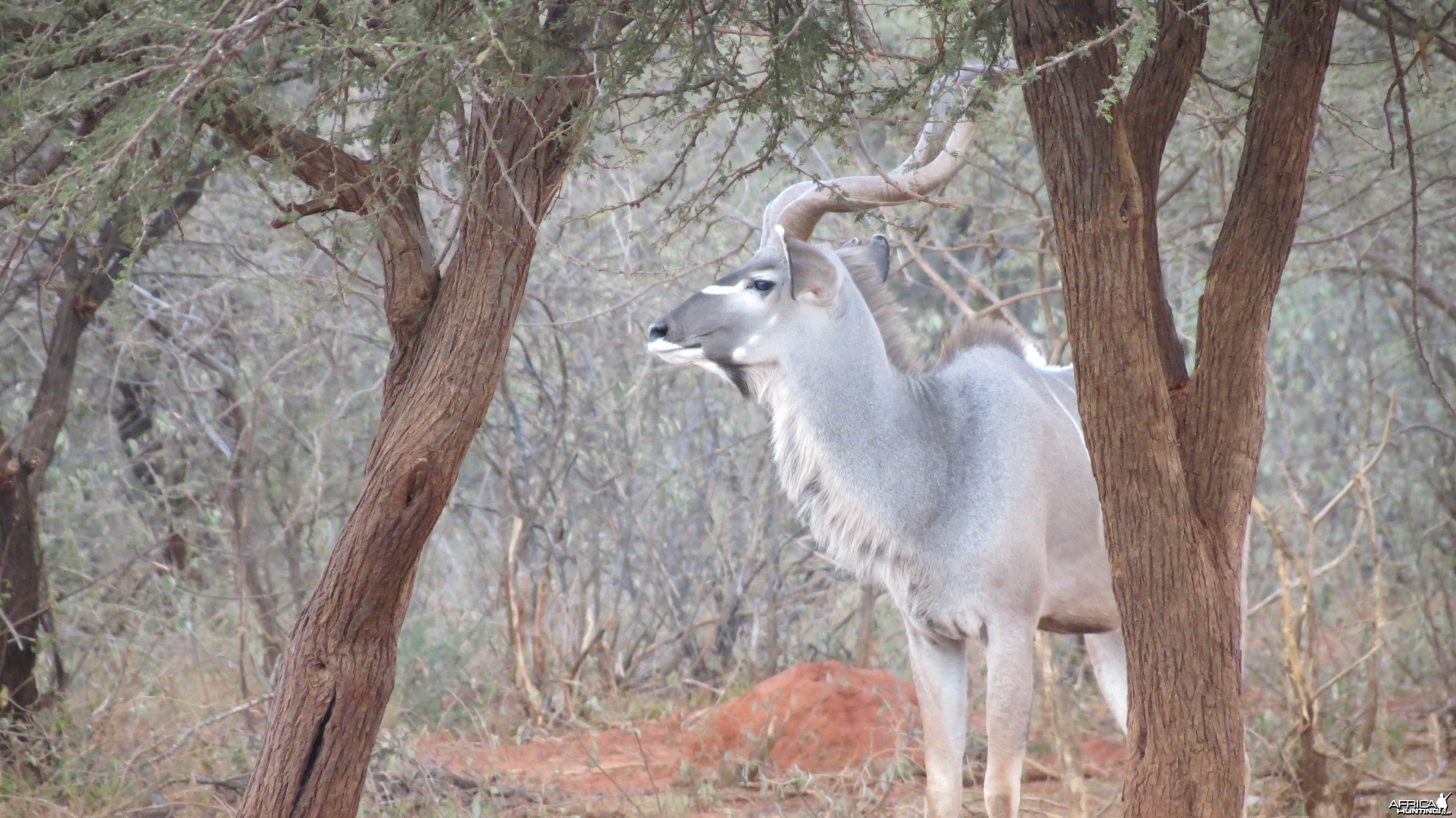 Greater Kudu Namibia