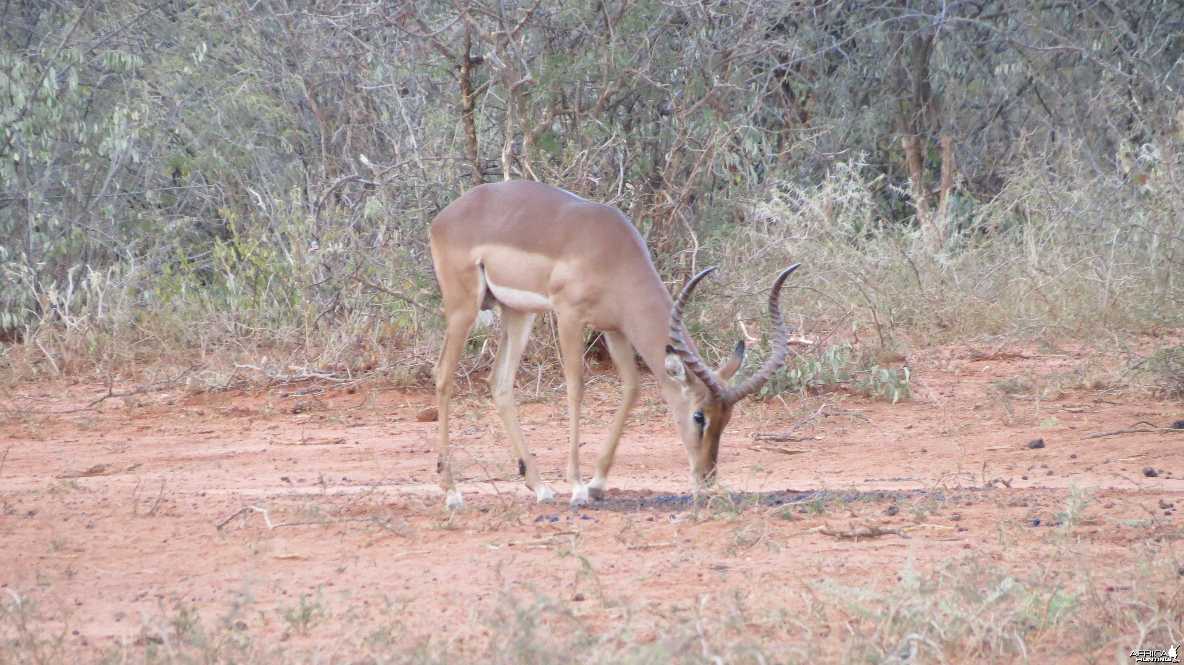 Impala Namibia