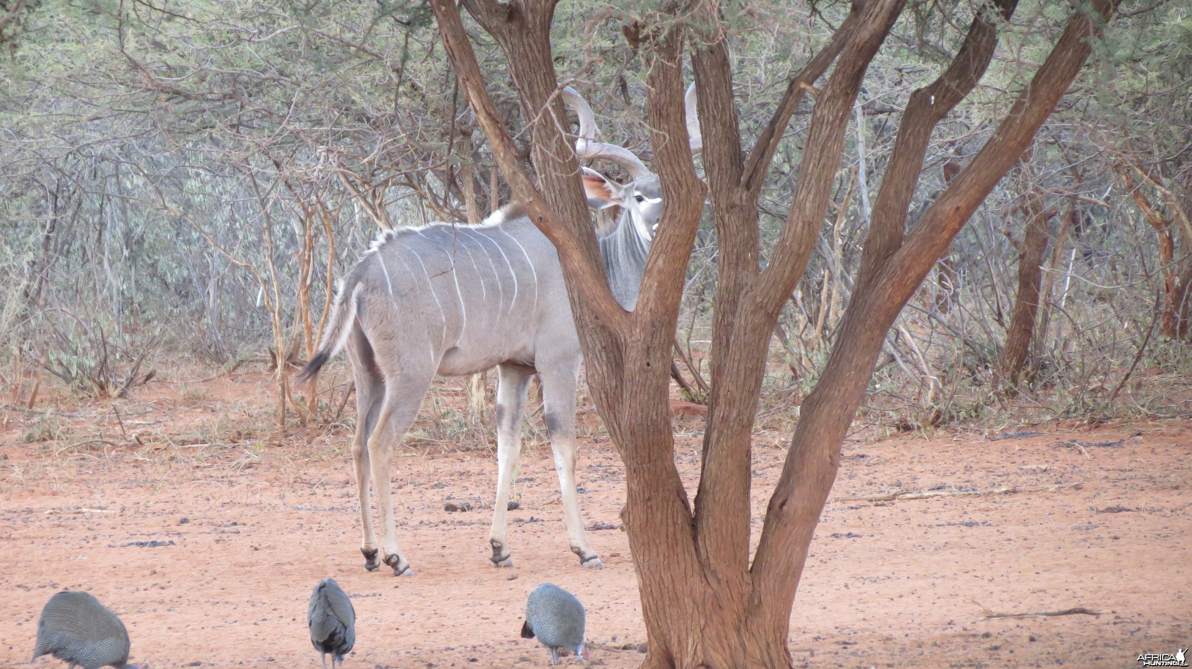 Greater Kudu Namibia