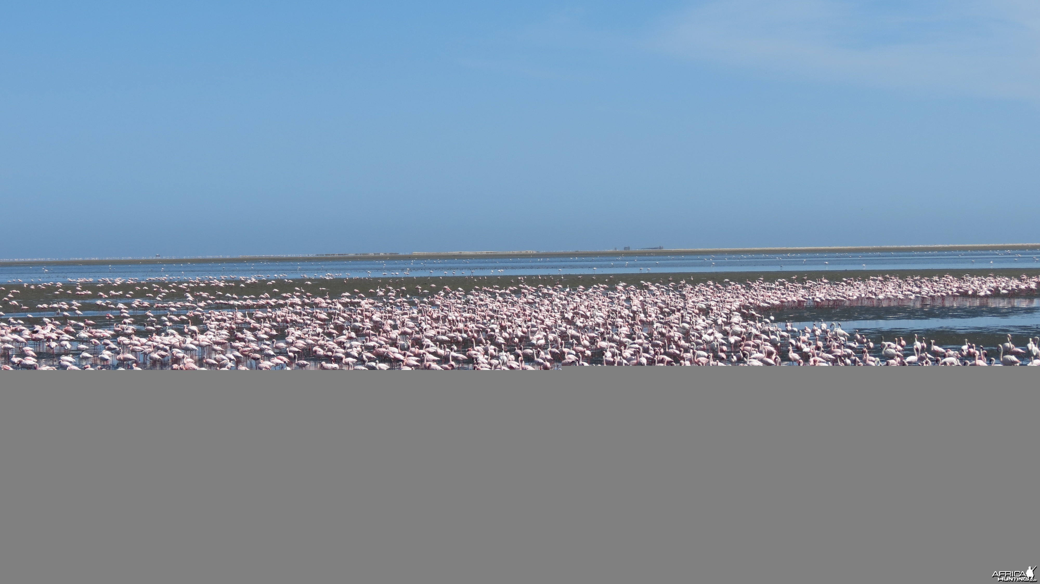 Flamingos Walvis Bay Namibia