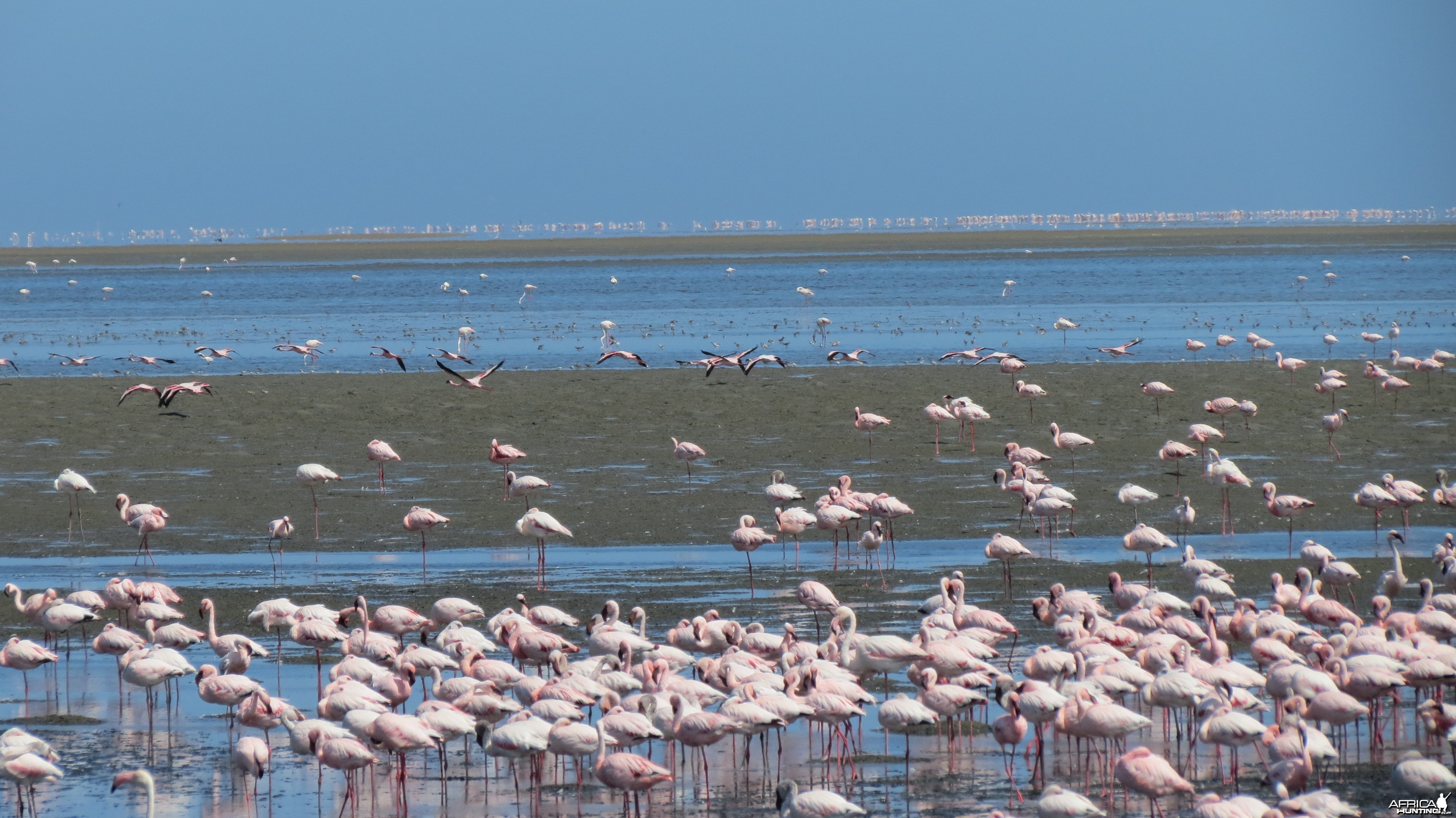 Flamingos Walvis Bay Namibia