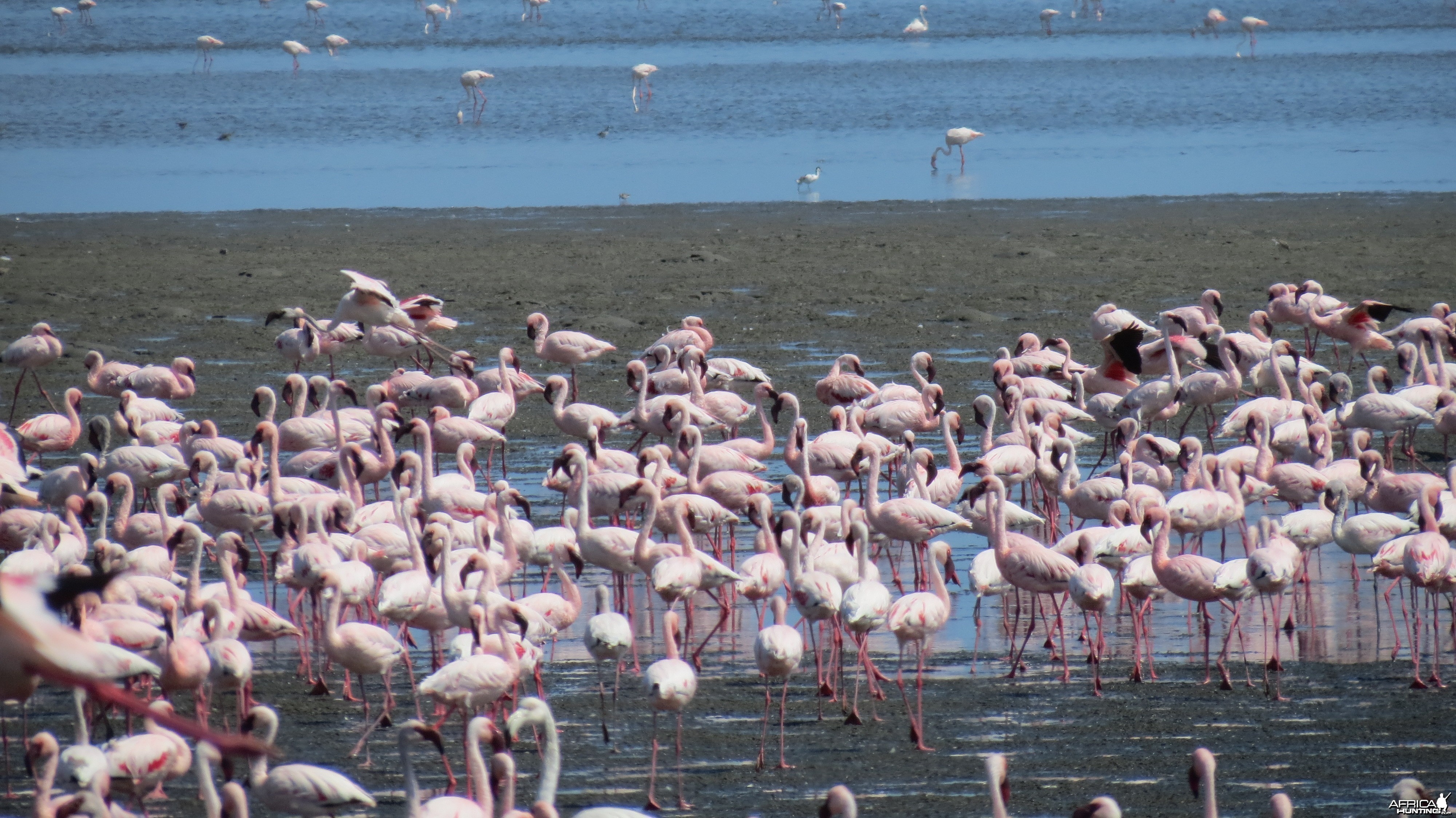 Flamingos Walvis Bay Namibia