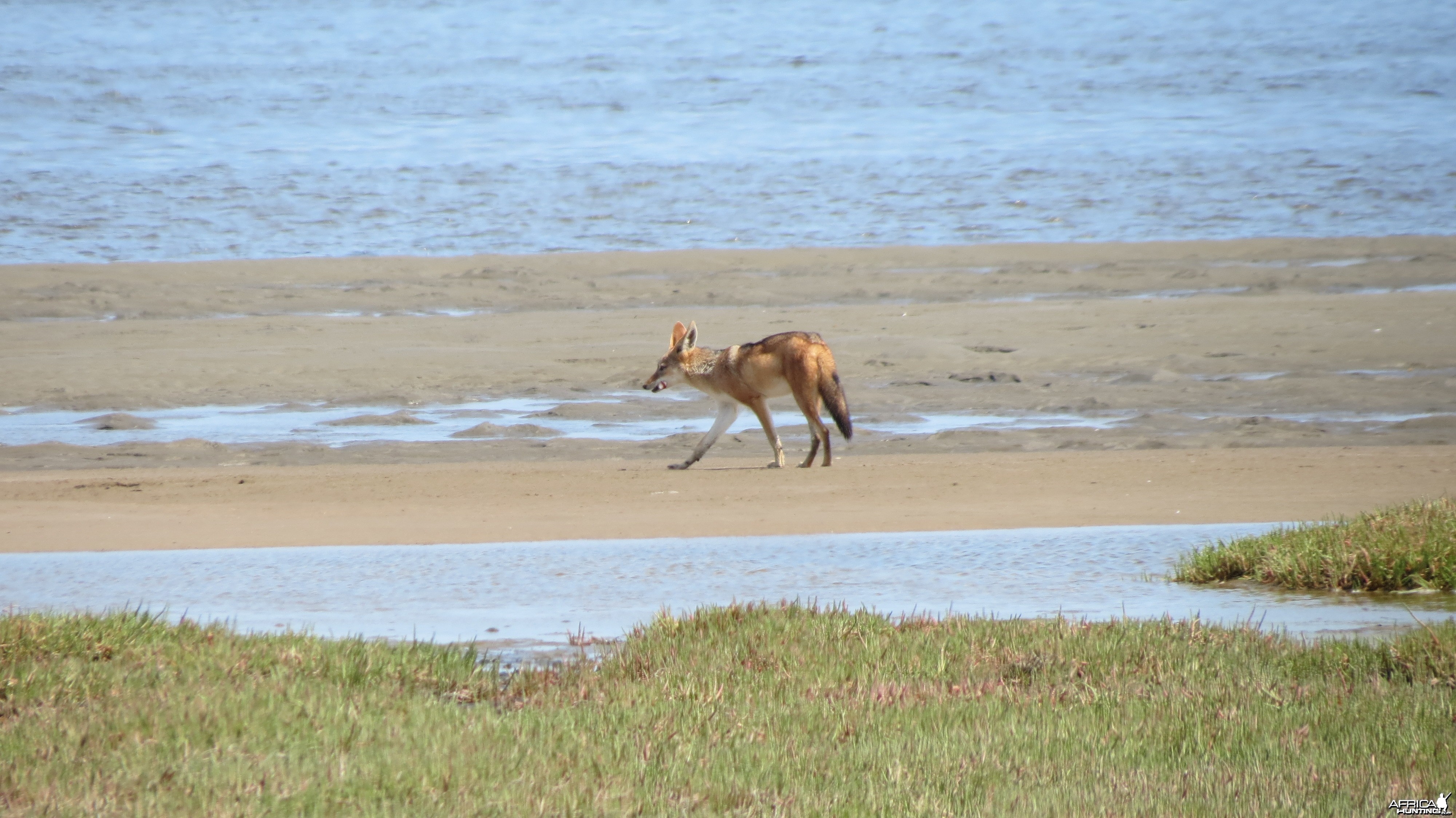 Jackal Dorob National Park Namibia