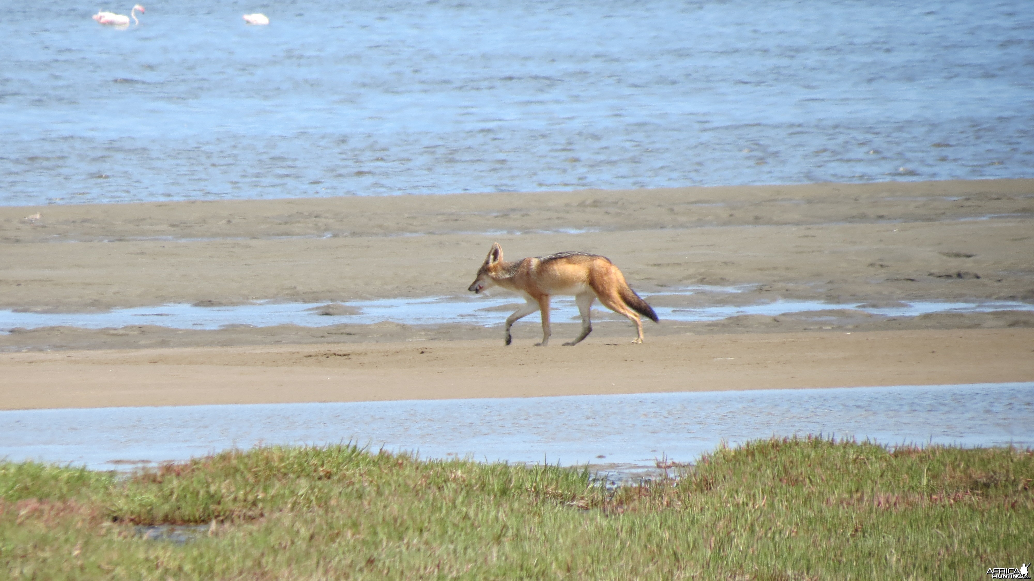 Jackal Dorob National Park Namibia