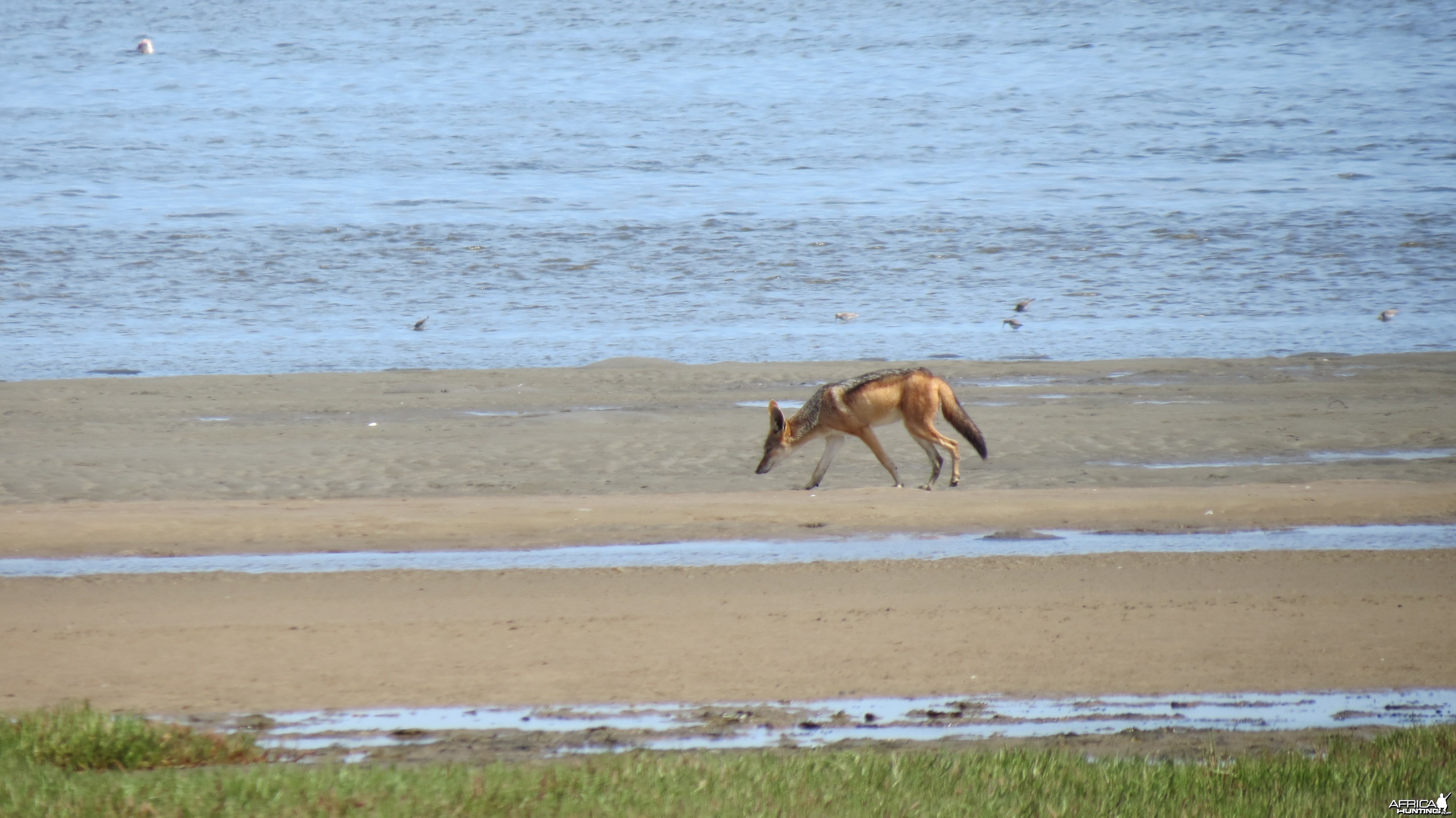 Jackal Dorob National Park Namibia