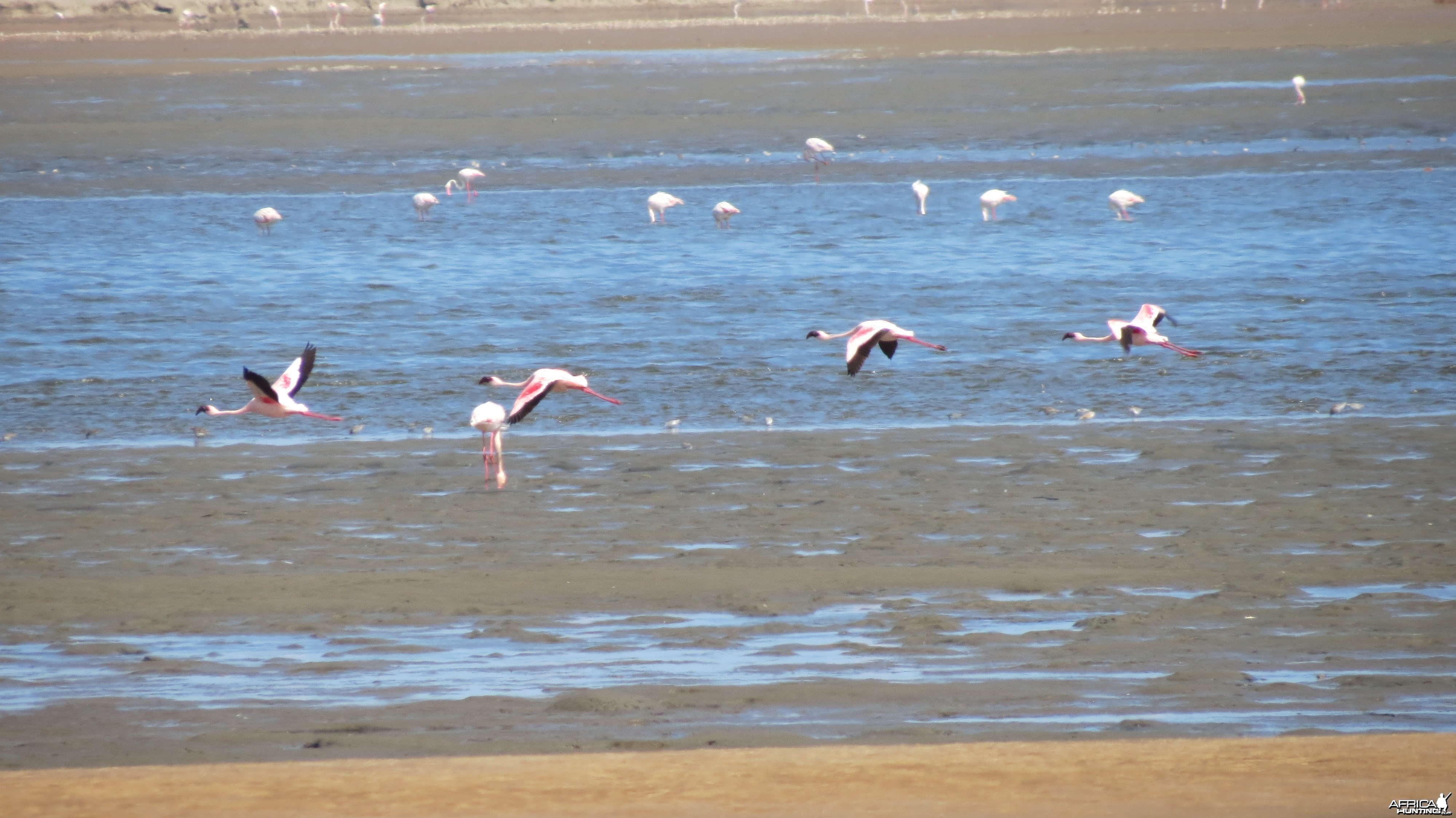 Flamingos Dorob National Park Namibia