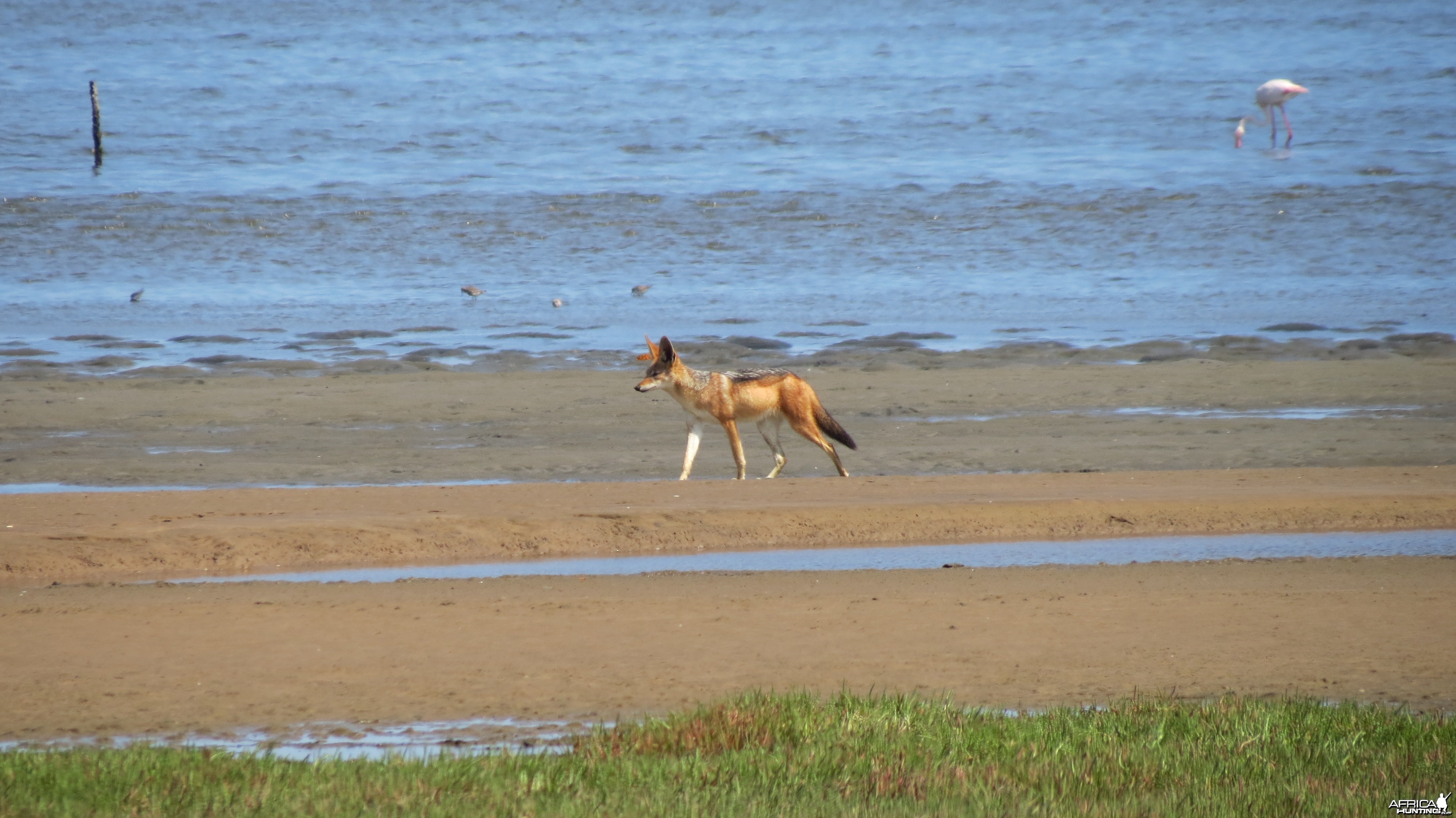 Jackal Dorob National Park Namibia