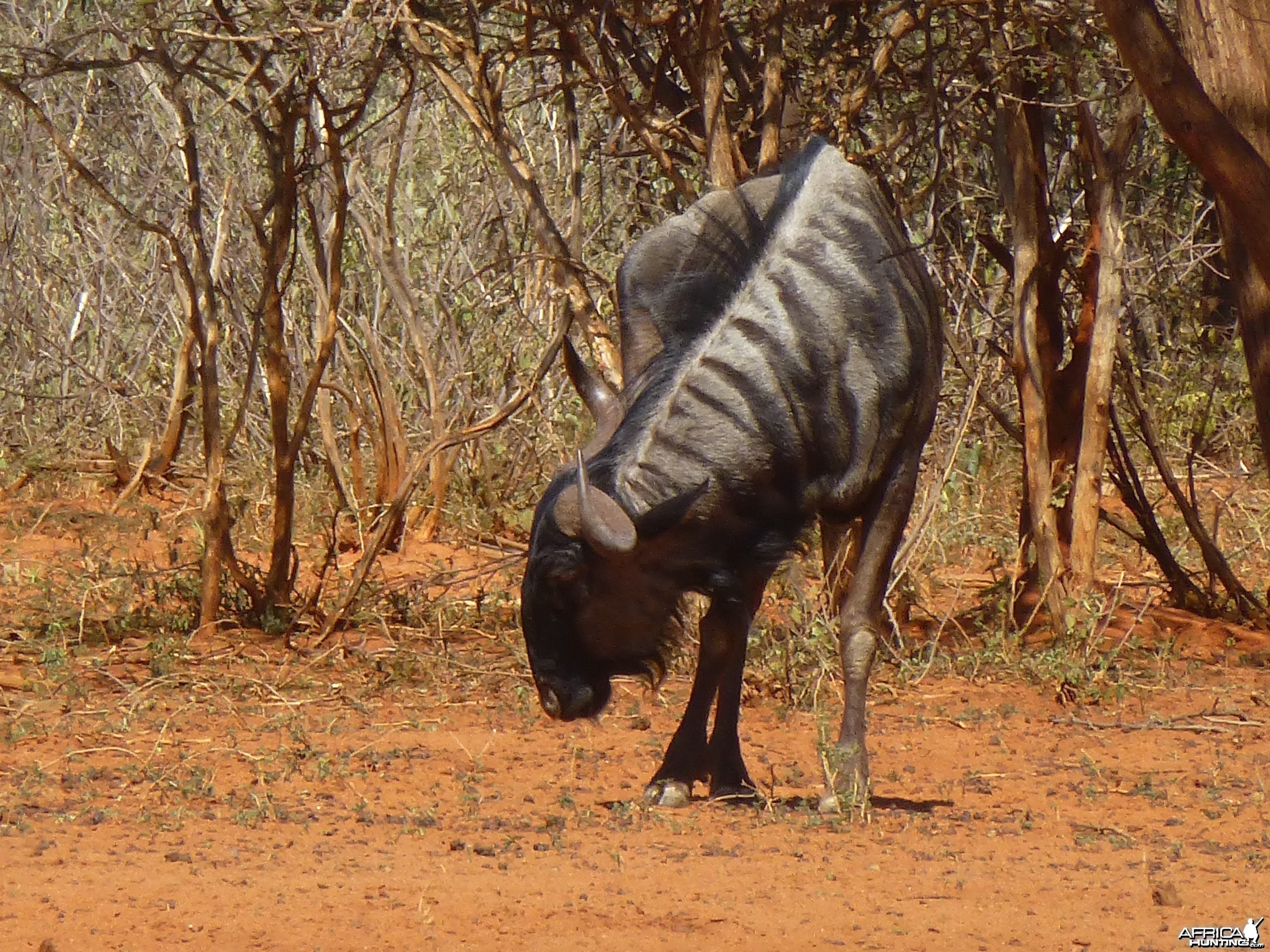 Blue Wildebeest Namibia