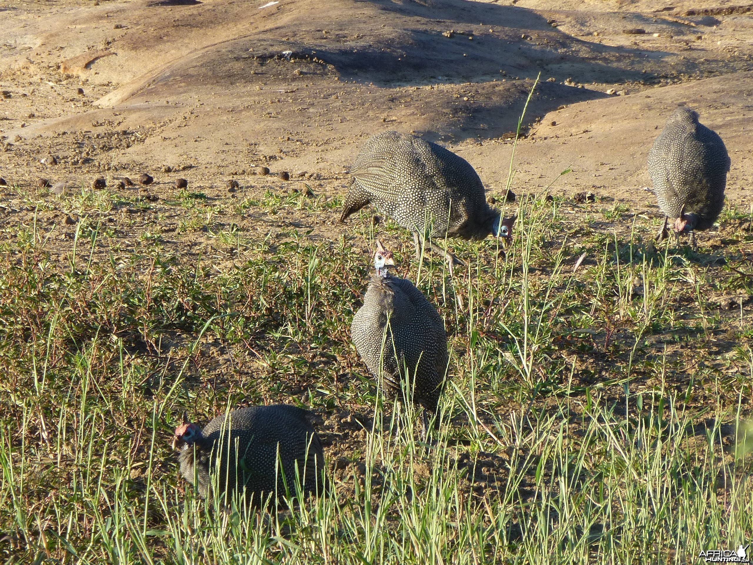 Guineafowl Namibia