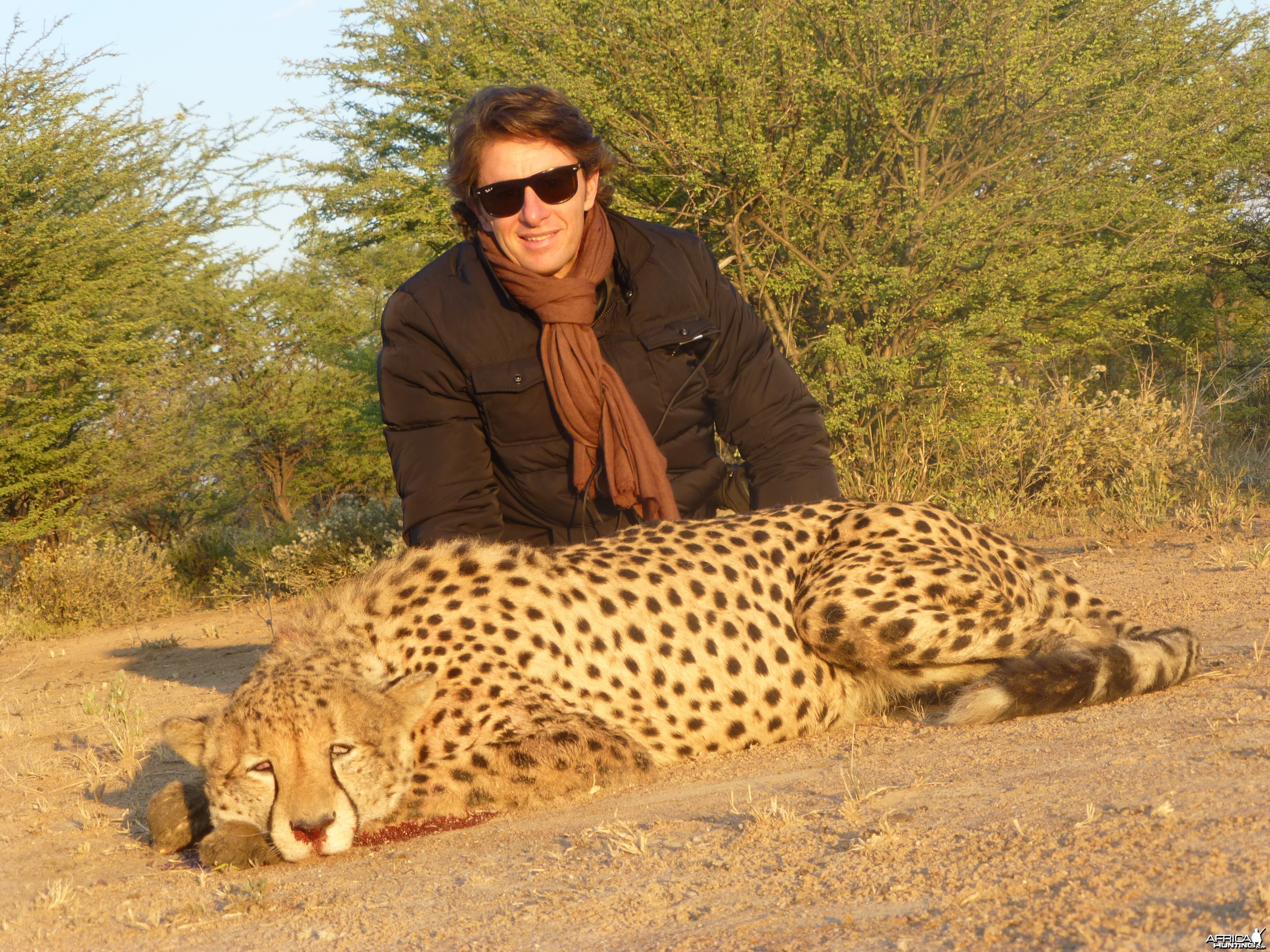 Cheetah Namibia