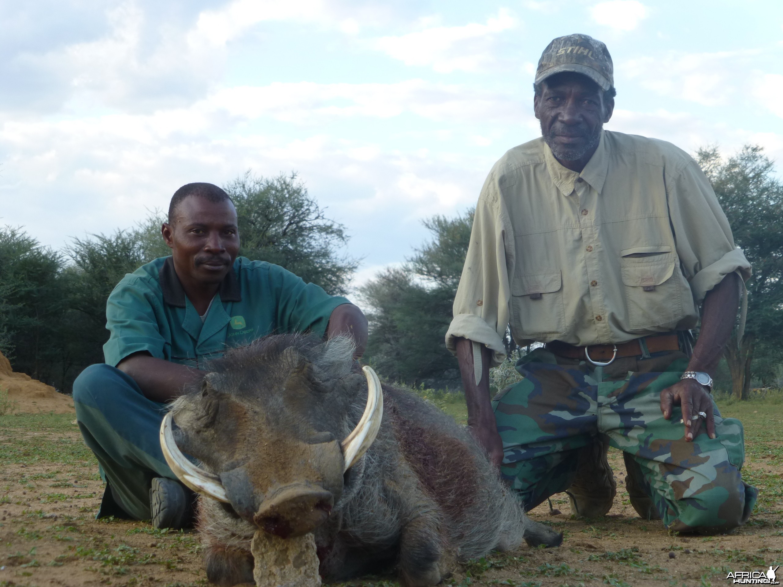 Warthog Namibia