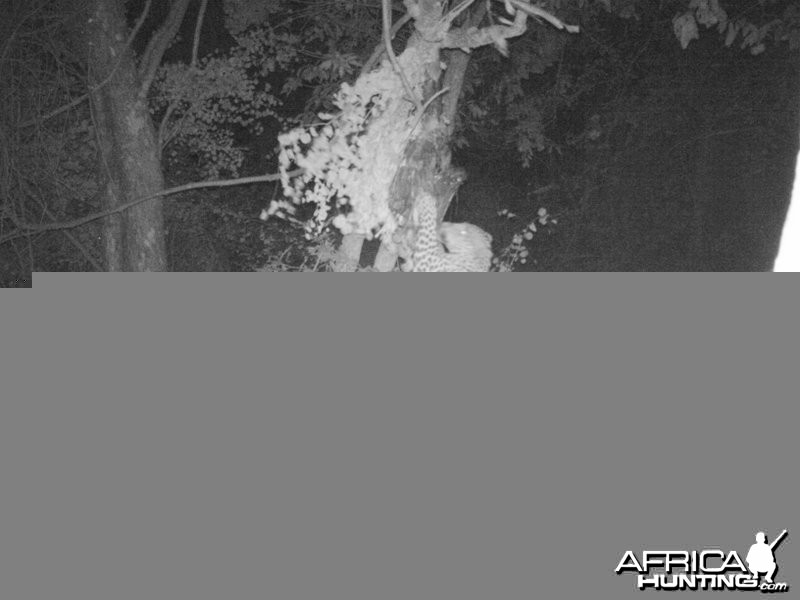 Leopard on bait Zimbabwe