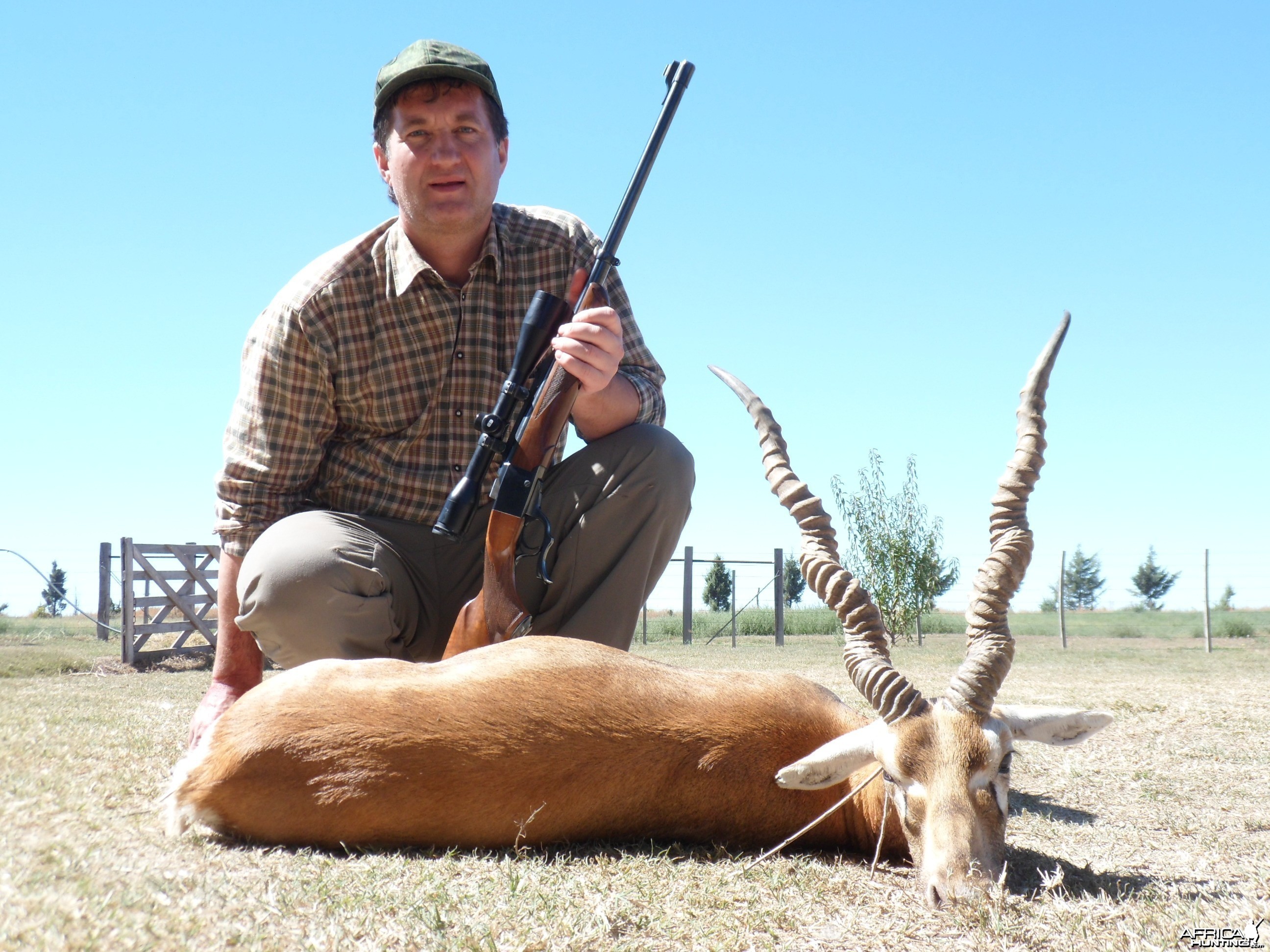 Argentina Black Buck