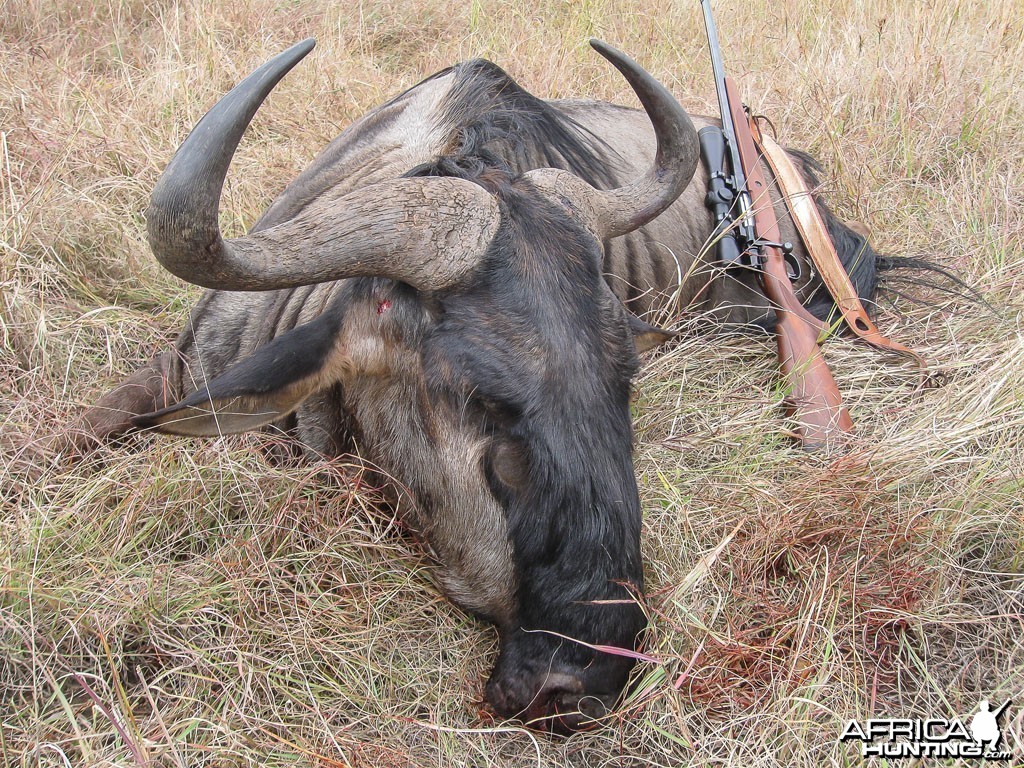 Blue Wildebeest