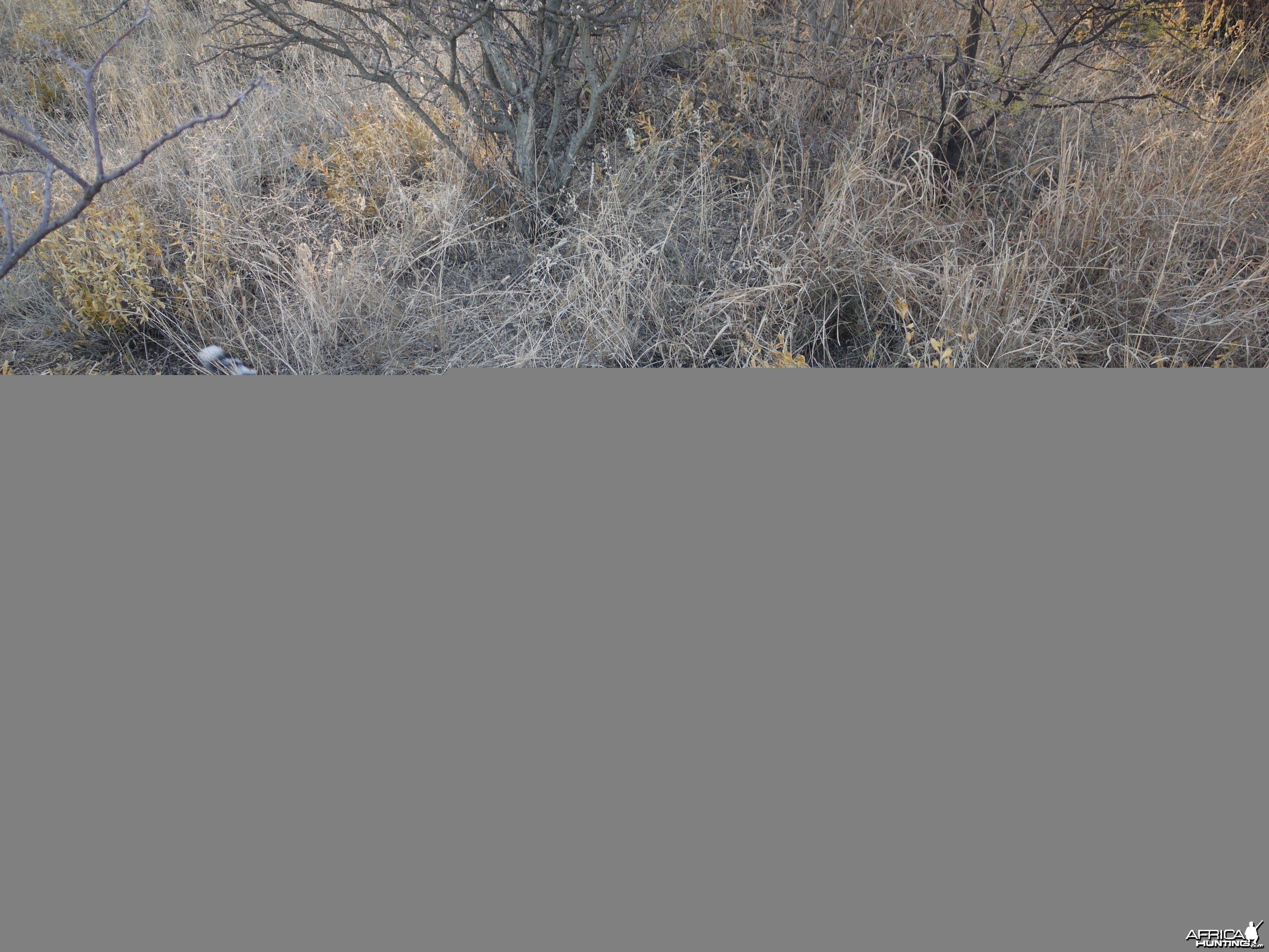 Cheetah hunted with Ozondjahe Hunting Safaris Namibia