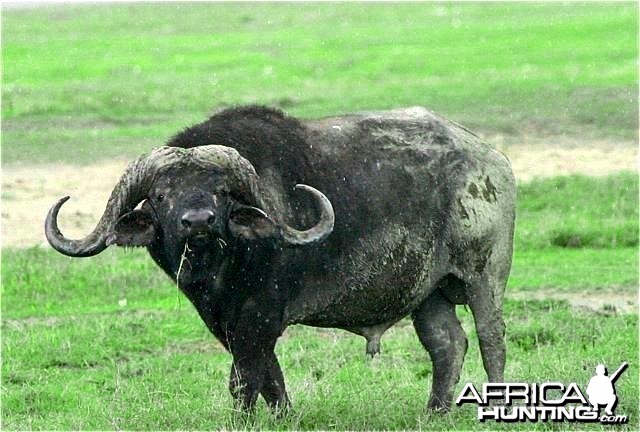 Buffalo