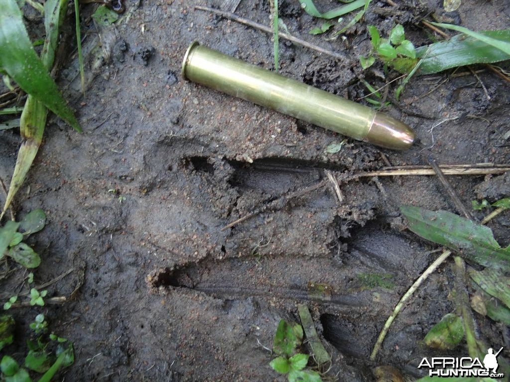 Nice Sitatunga bull track Uganda