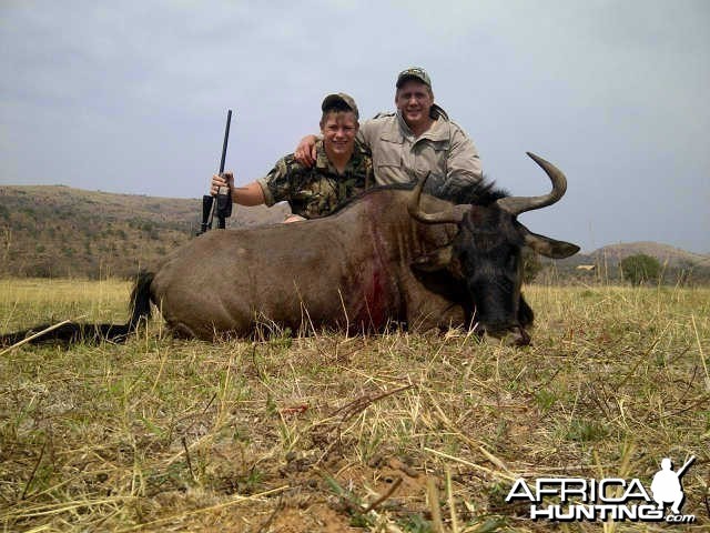 Blue Wildebeest